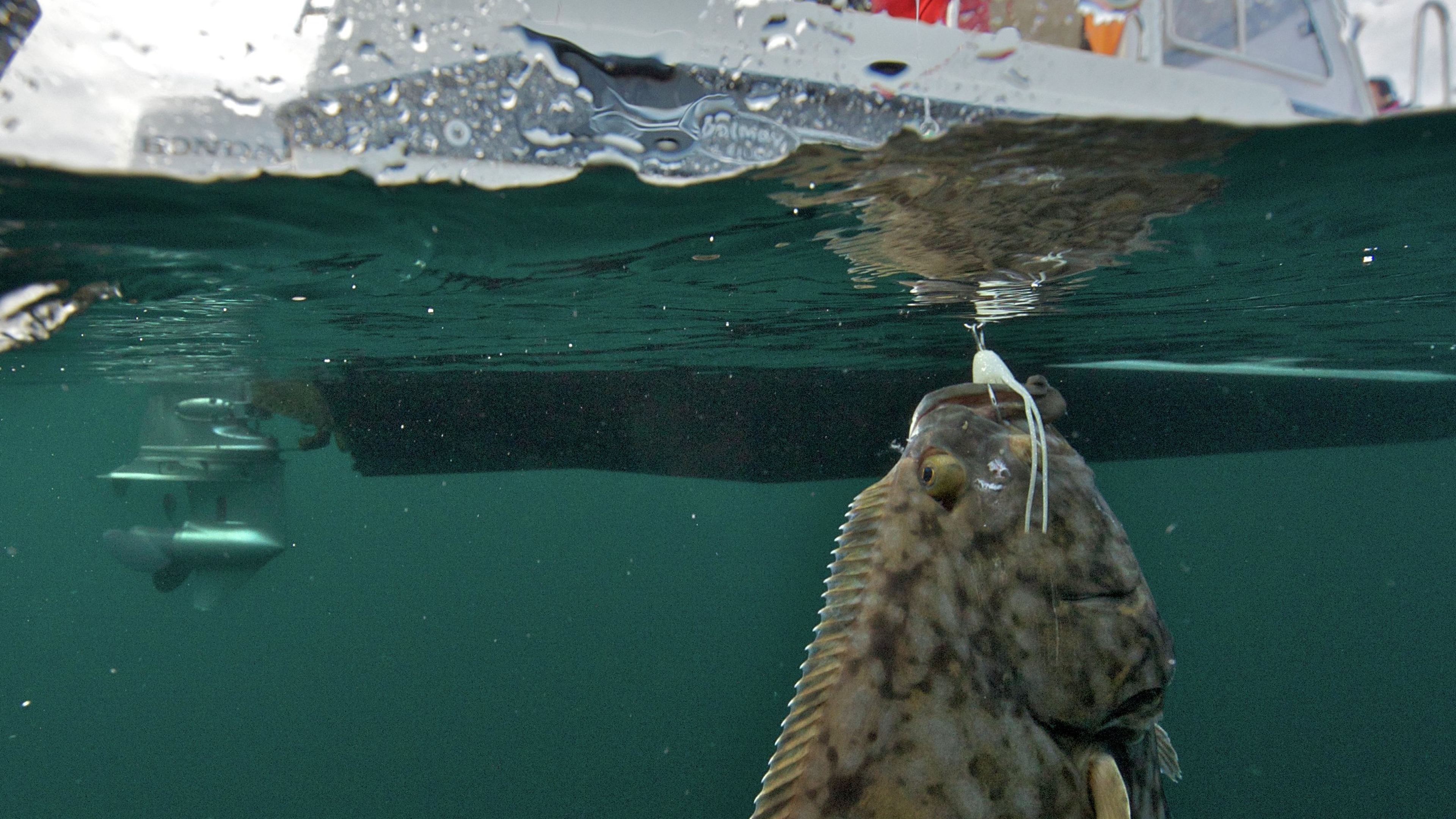 Big fish caught from boat