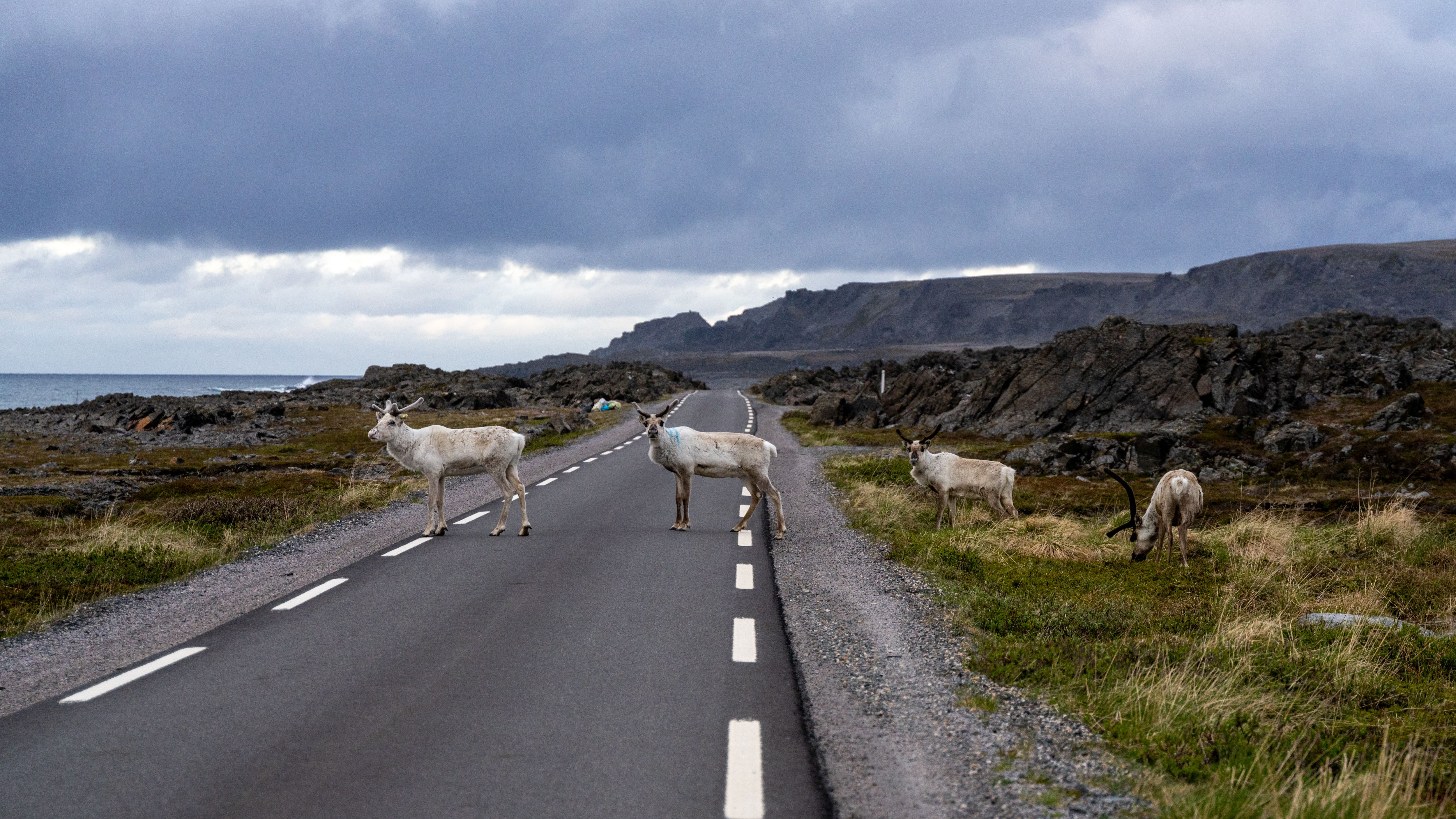 Reindeers along Norwegian Scenic Route Varanger, Northern Norway