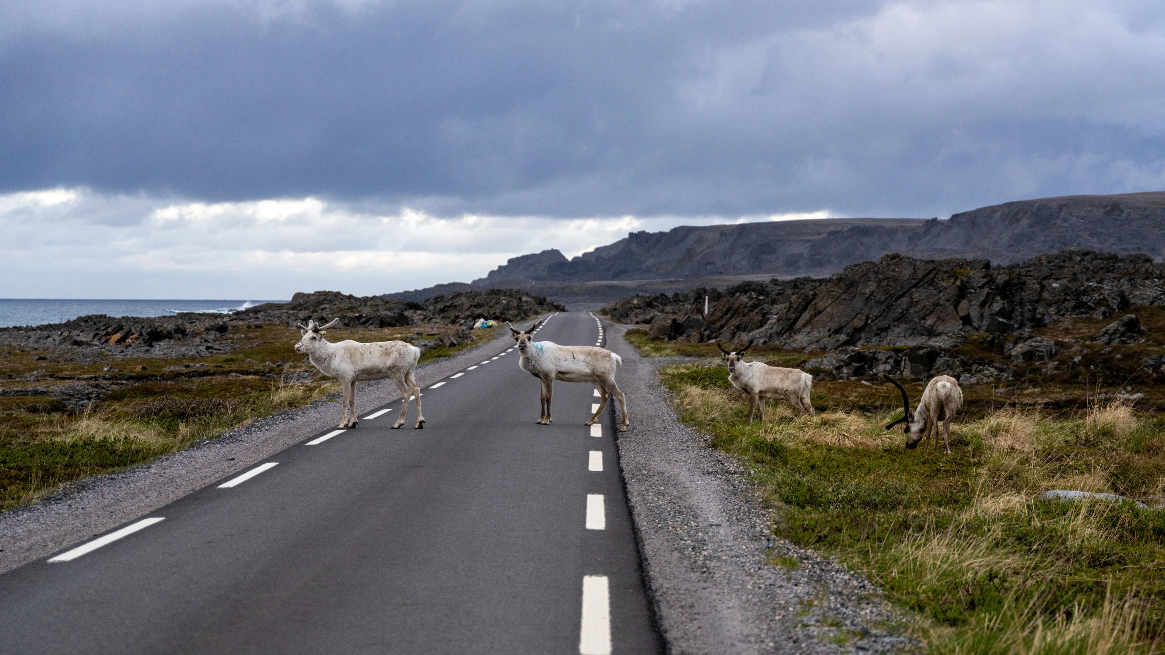 Reindeers along Norwegian Scenic Route Varanger, Northern Norway