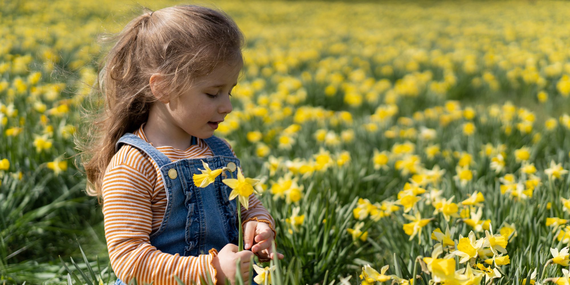 Little girl in a daffodil field, in Aura