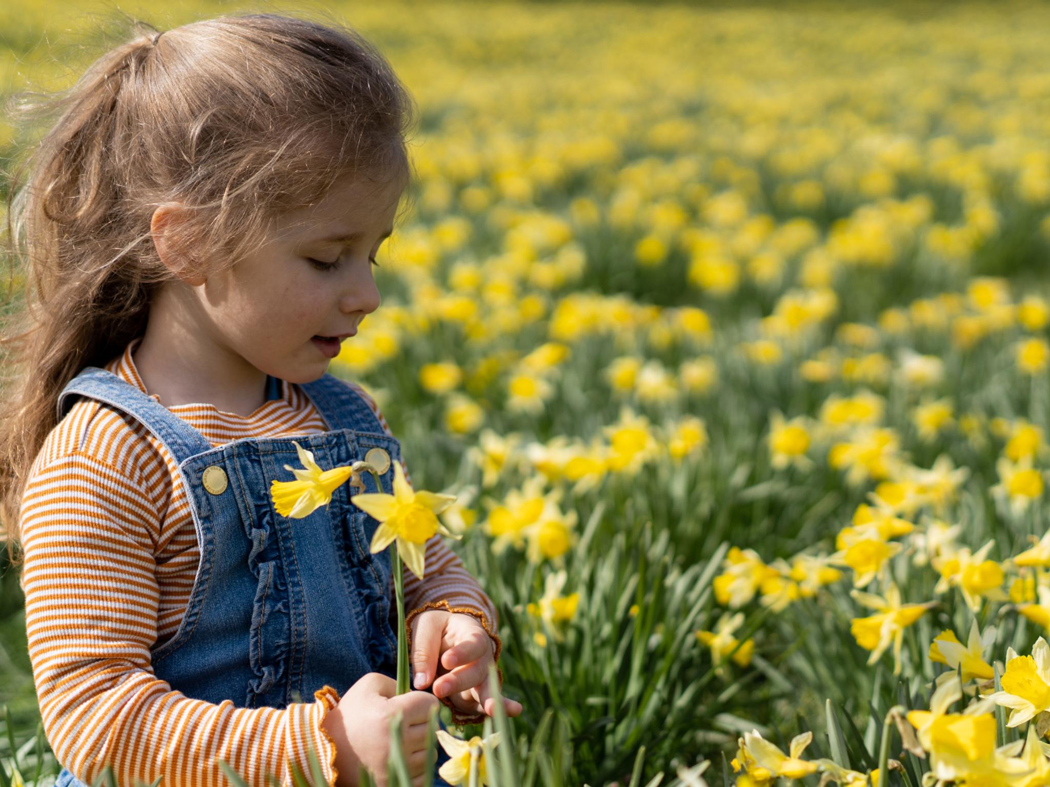 Little girl in a daffodil field, in Aura