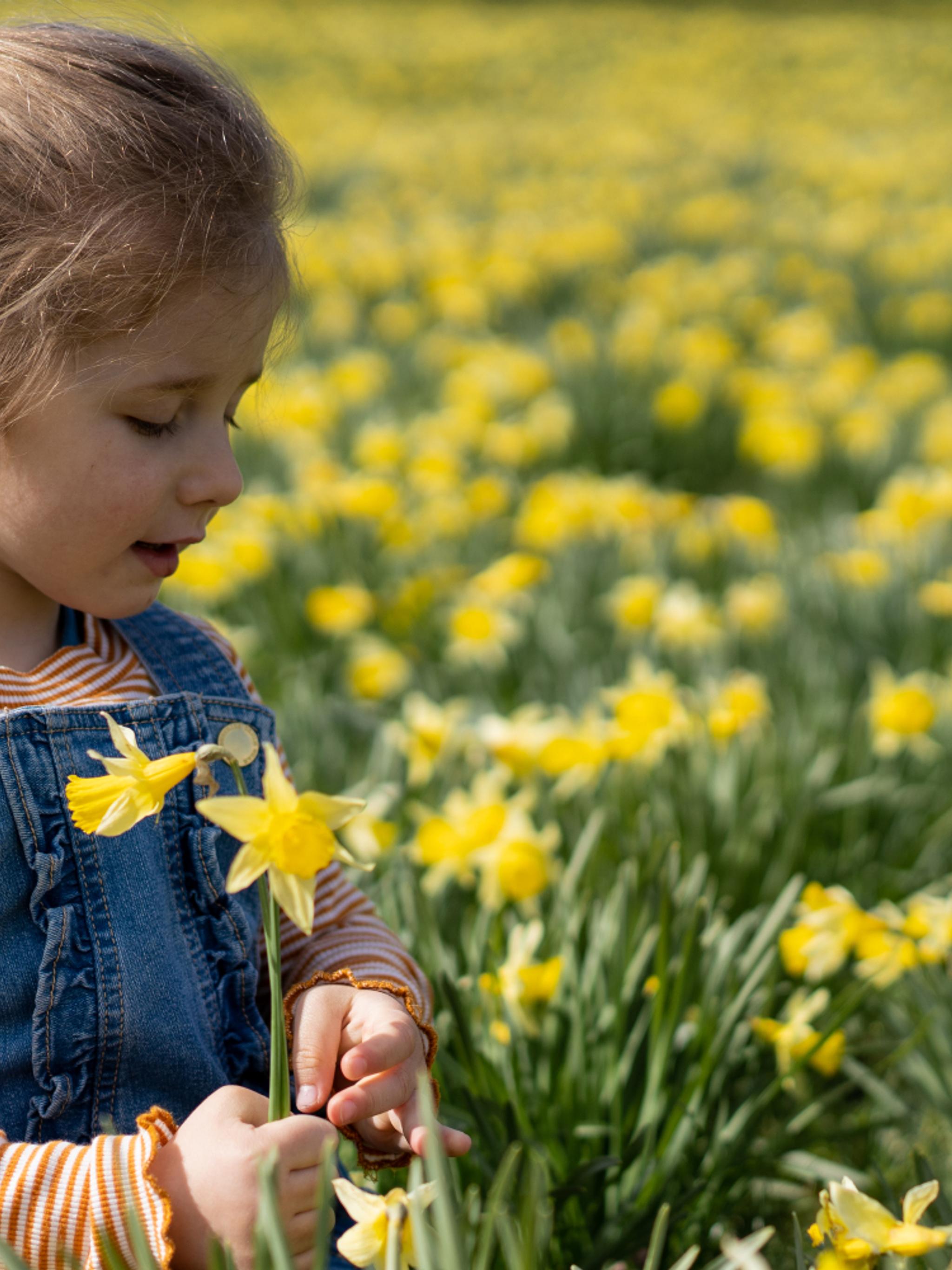 Little girl in a daffodil field, in Aura