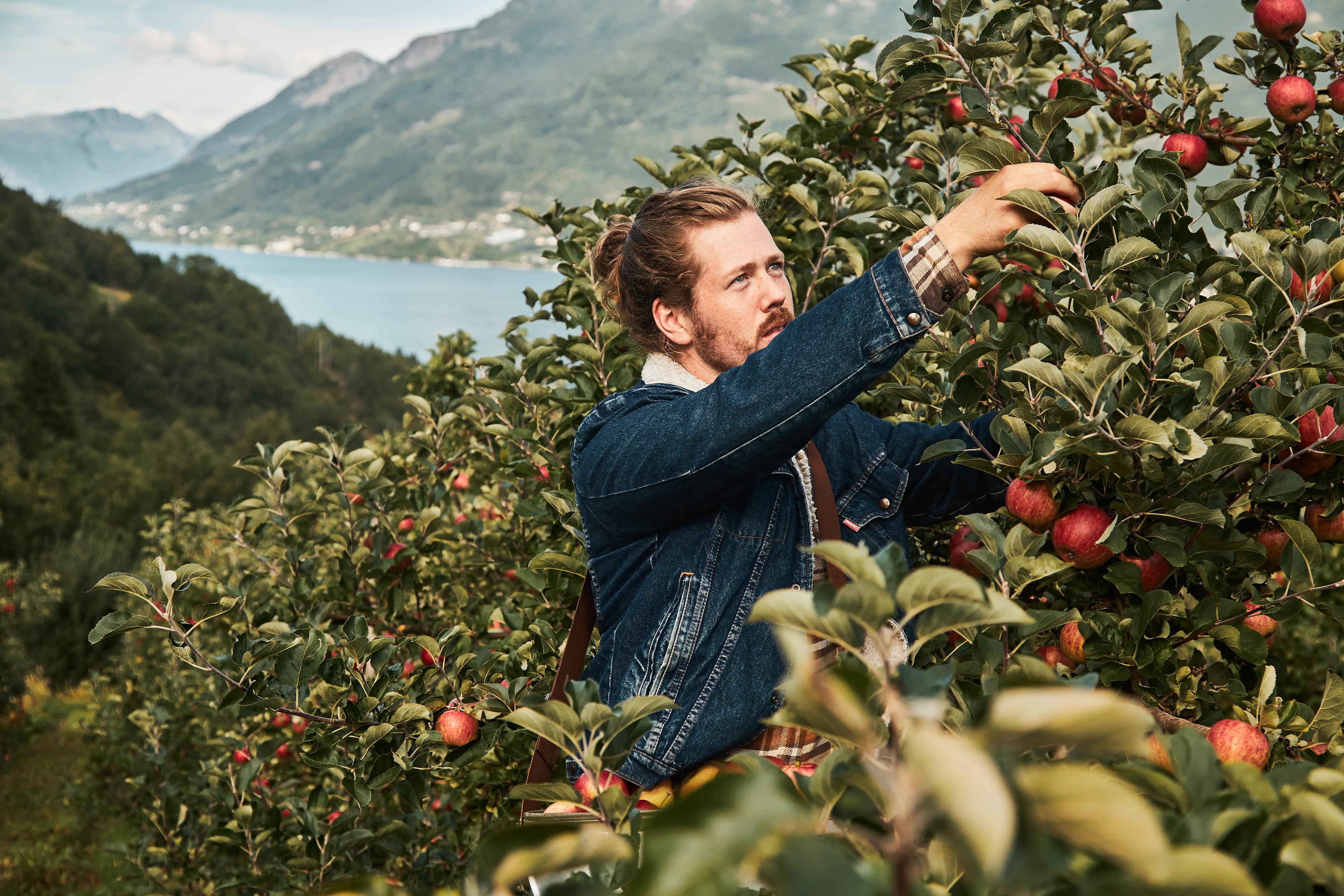 A man picking apples in an orchard near the Hardangerfjord, Fjord Norway