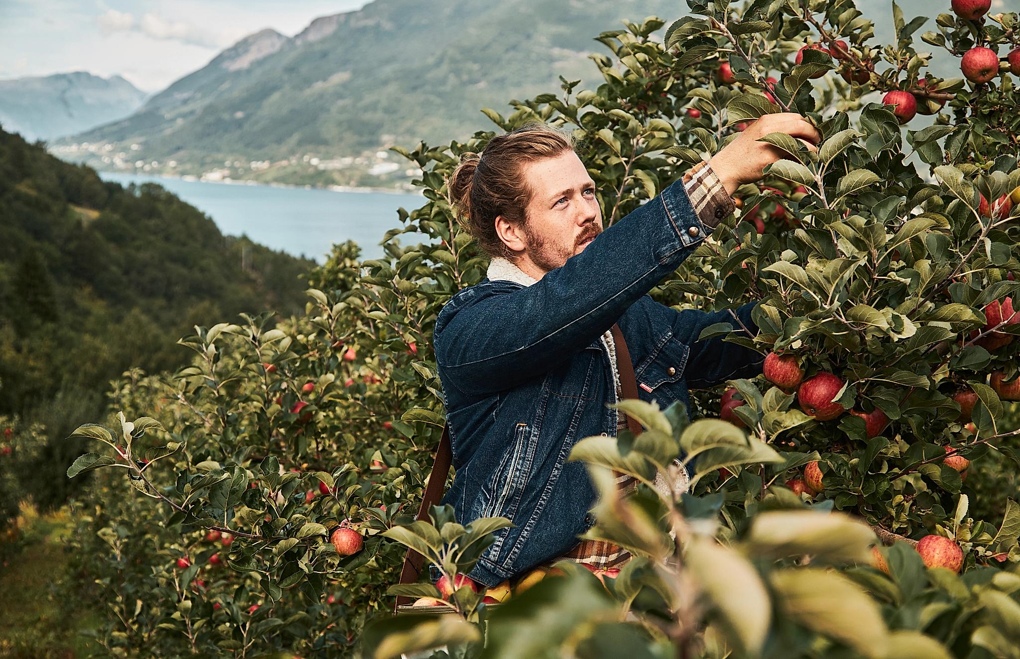 A man picking apples in an orchard near the Hardangerfjord, Fjord Norway