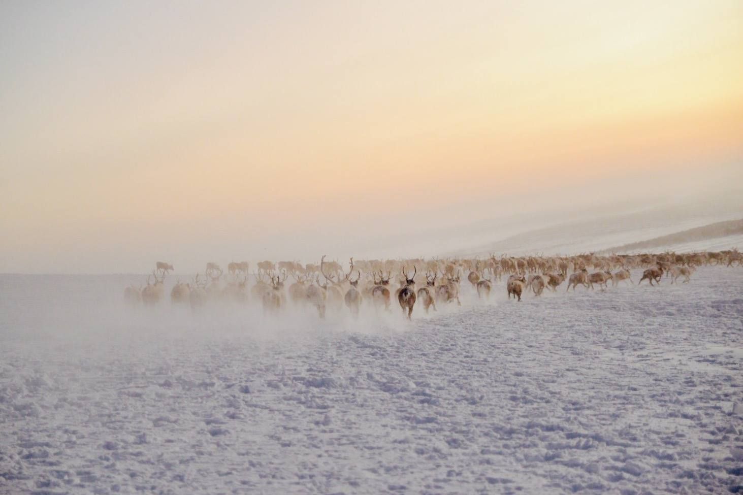 Reindeers in the snow in Finnmark, Northern Norway.