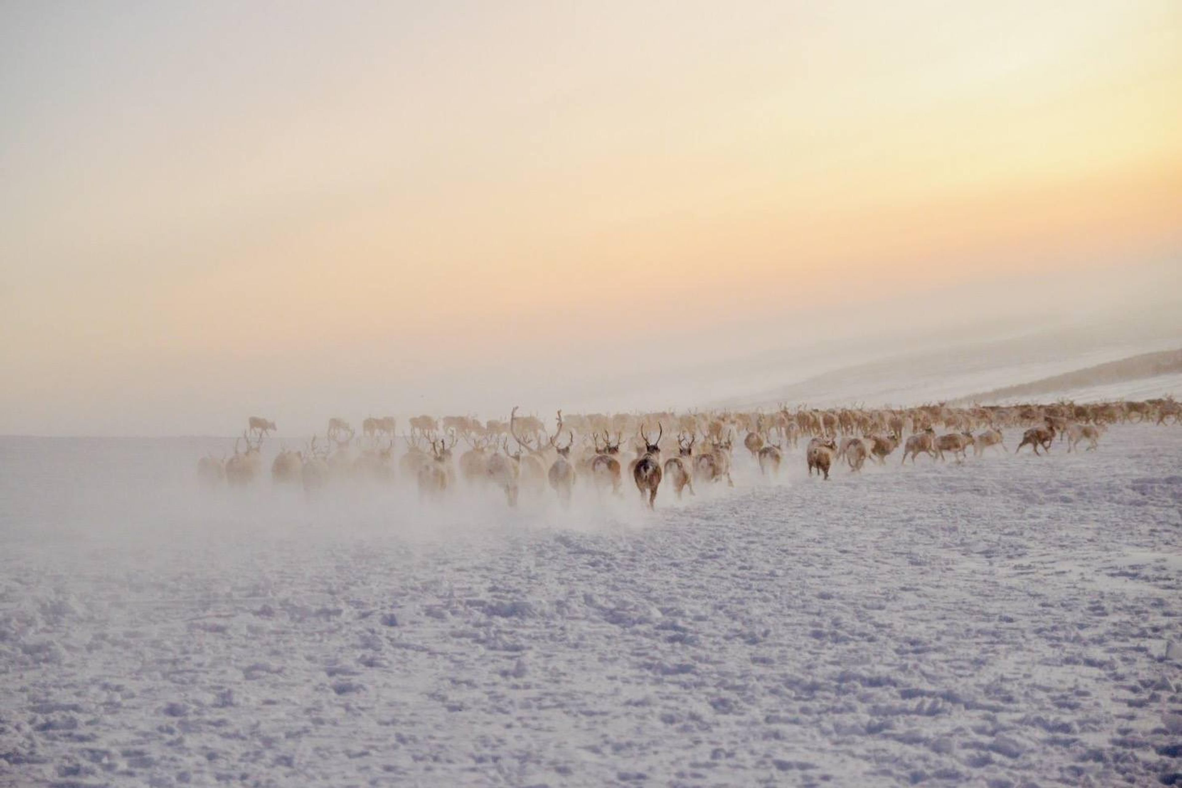 Reindeers in the snow in Finnmark, Northern Norway.