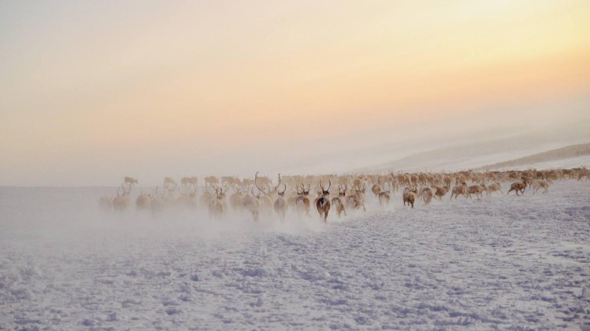 Reindeers in the snow in Finnmark, Northern Norway.