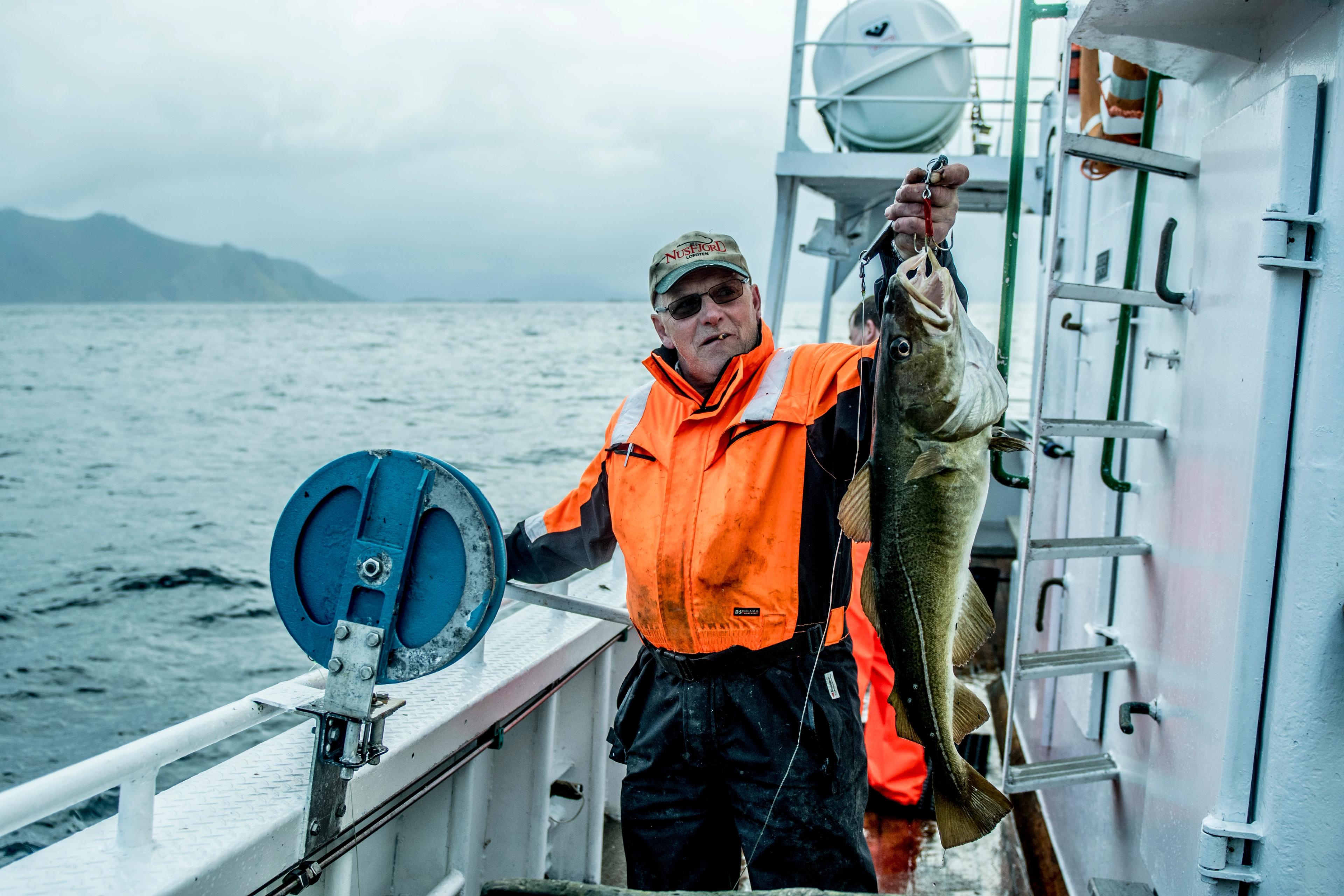 A man is holding a big fish on a fishing boat in Nusfjord in Lofoten, Northern Norway