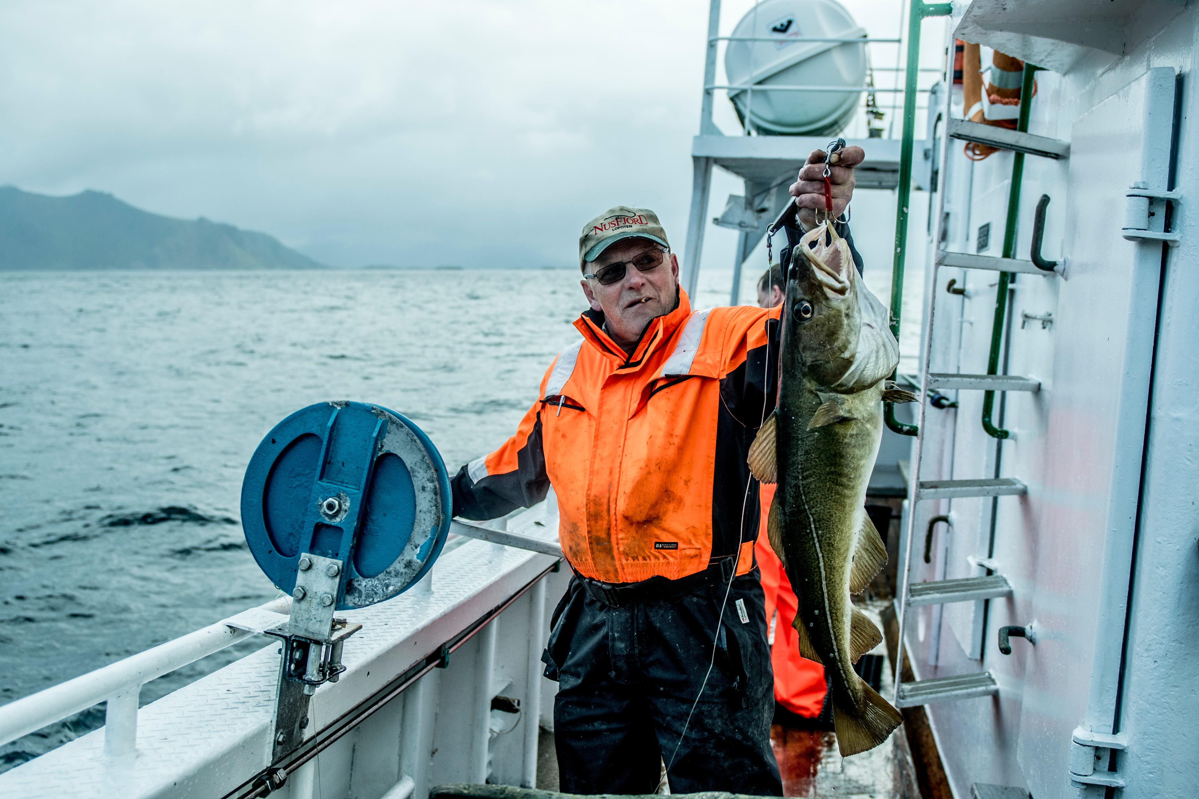 A man is holding a big fish on a fishing boat in Nusfjord in Lofoten, Northern Norway