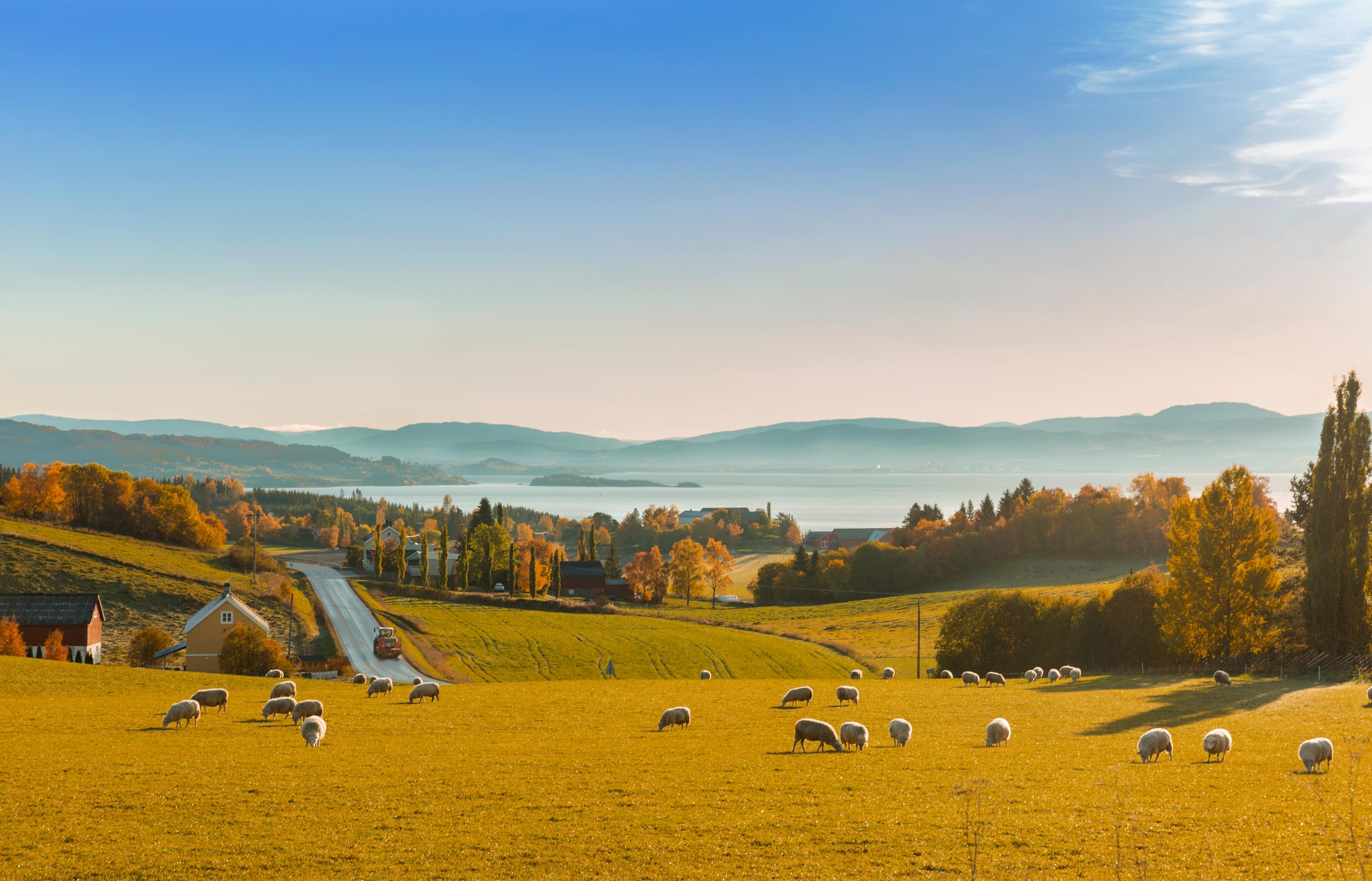Beautiful views and sheep grazing at The Golden Road at Inderøy in Trøndelag