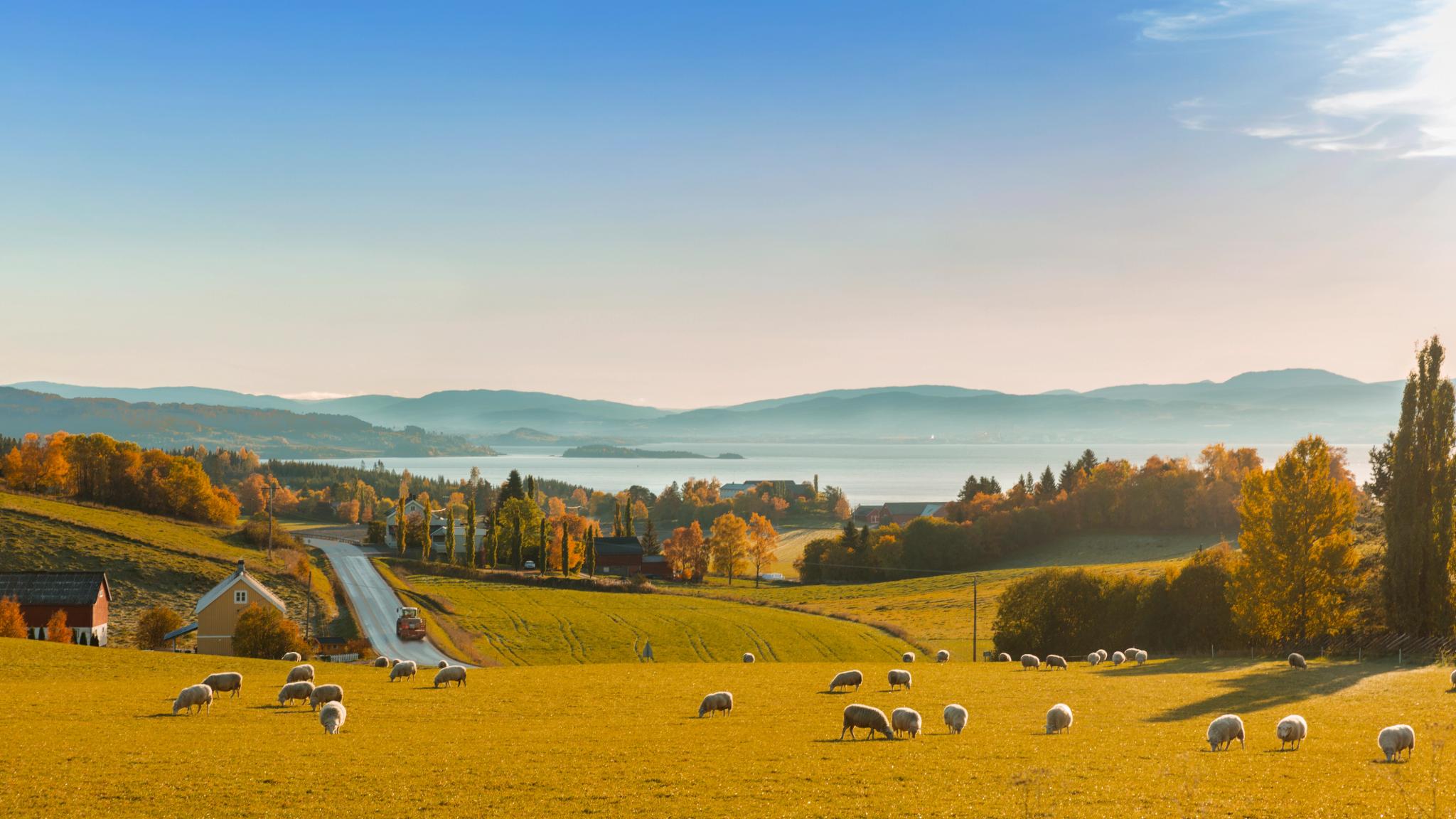 Beautiful views and sheep grazing at The Golden Road at Inderøy in Trøndelag