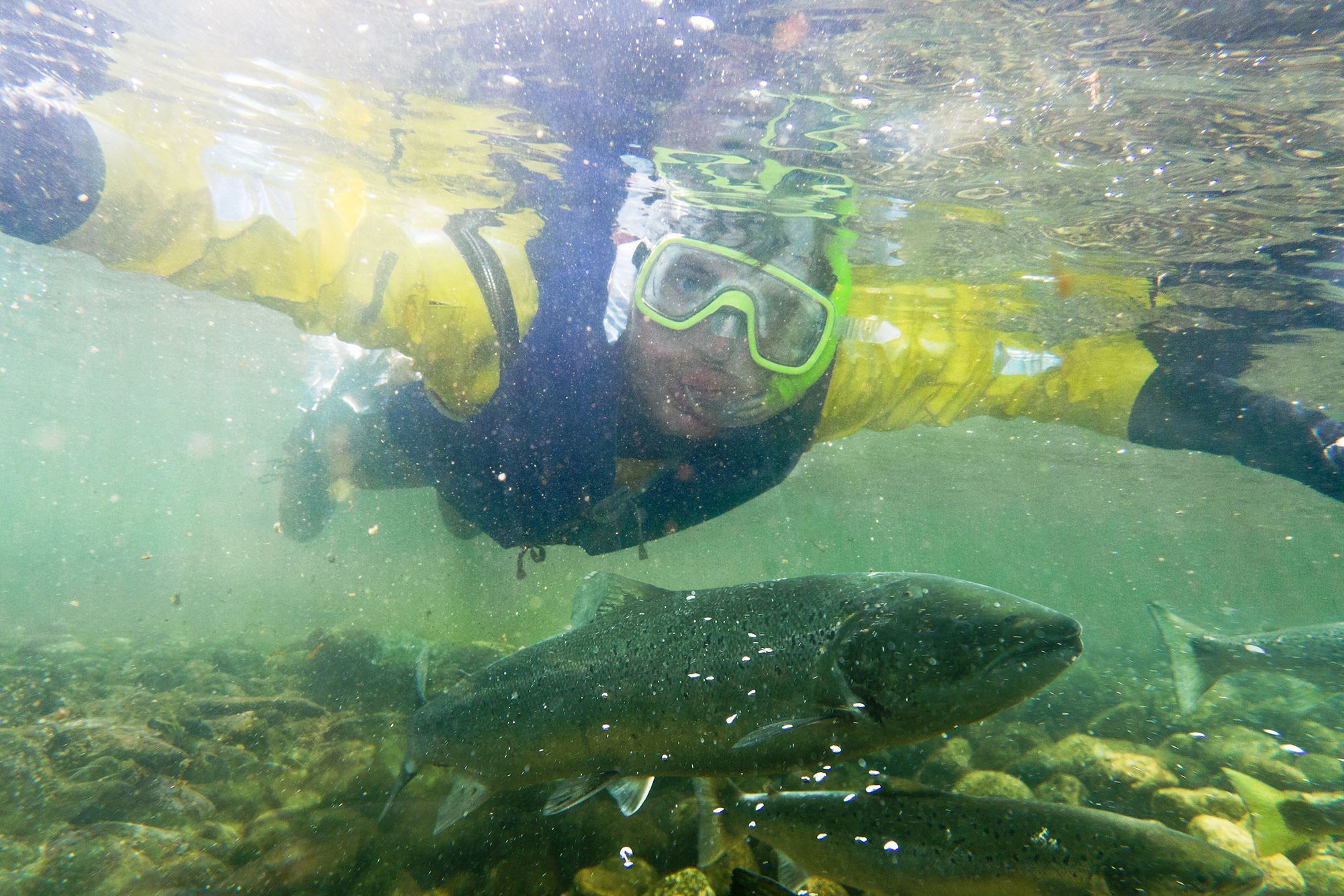 Diving on a salmon safari in the Suldalslågen river in Ryfylke, Fjord Norway