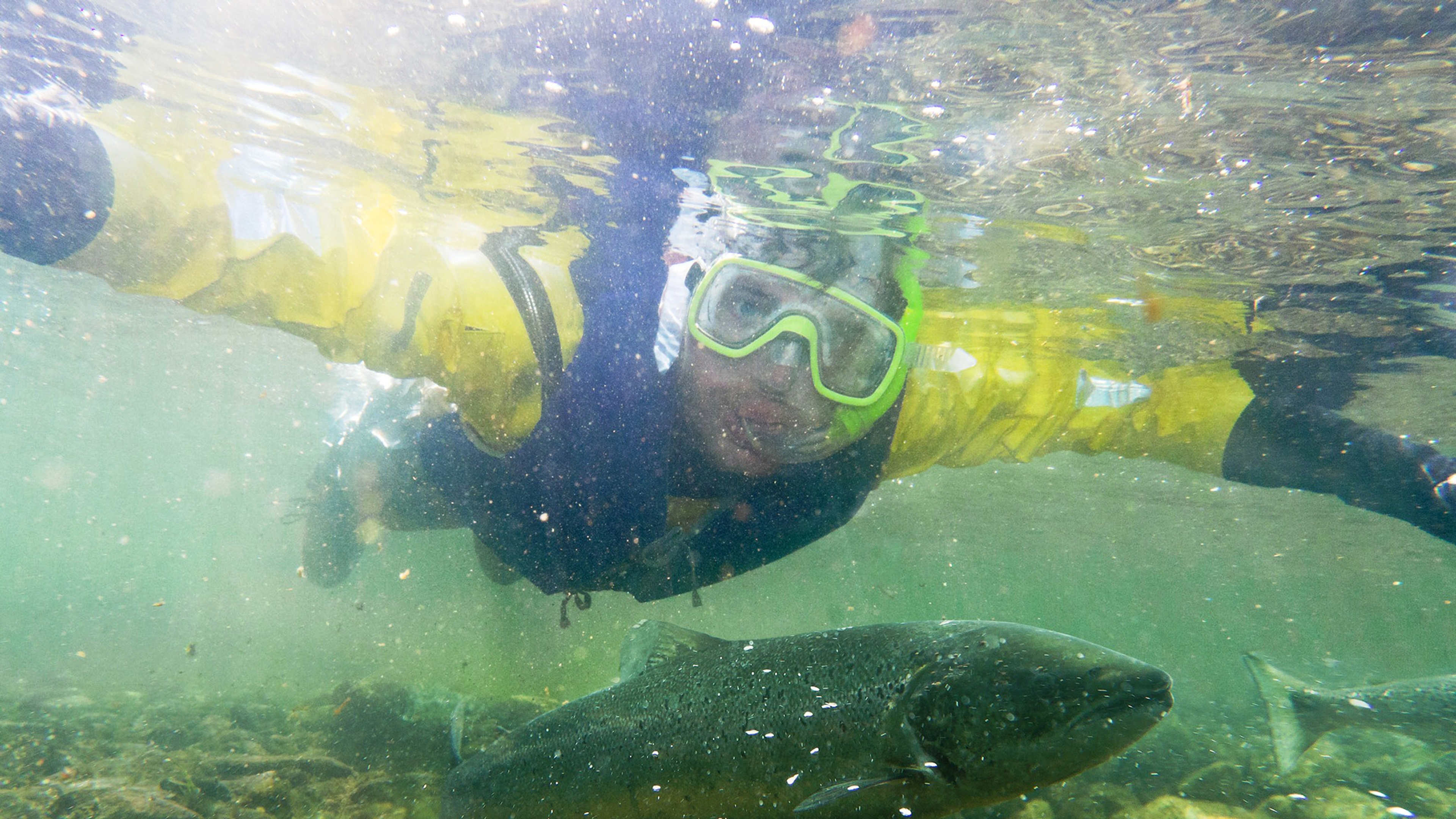 Diving on a salmon safari in the Suldalslågen river in Ryfylke, Fjord Norway