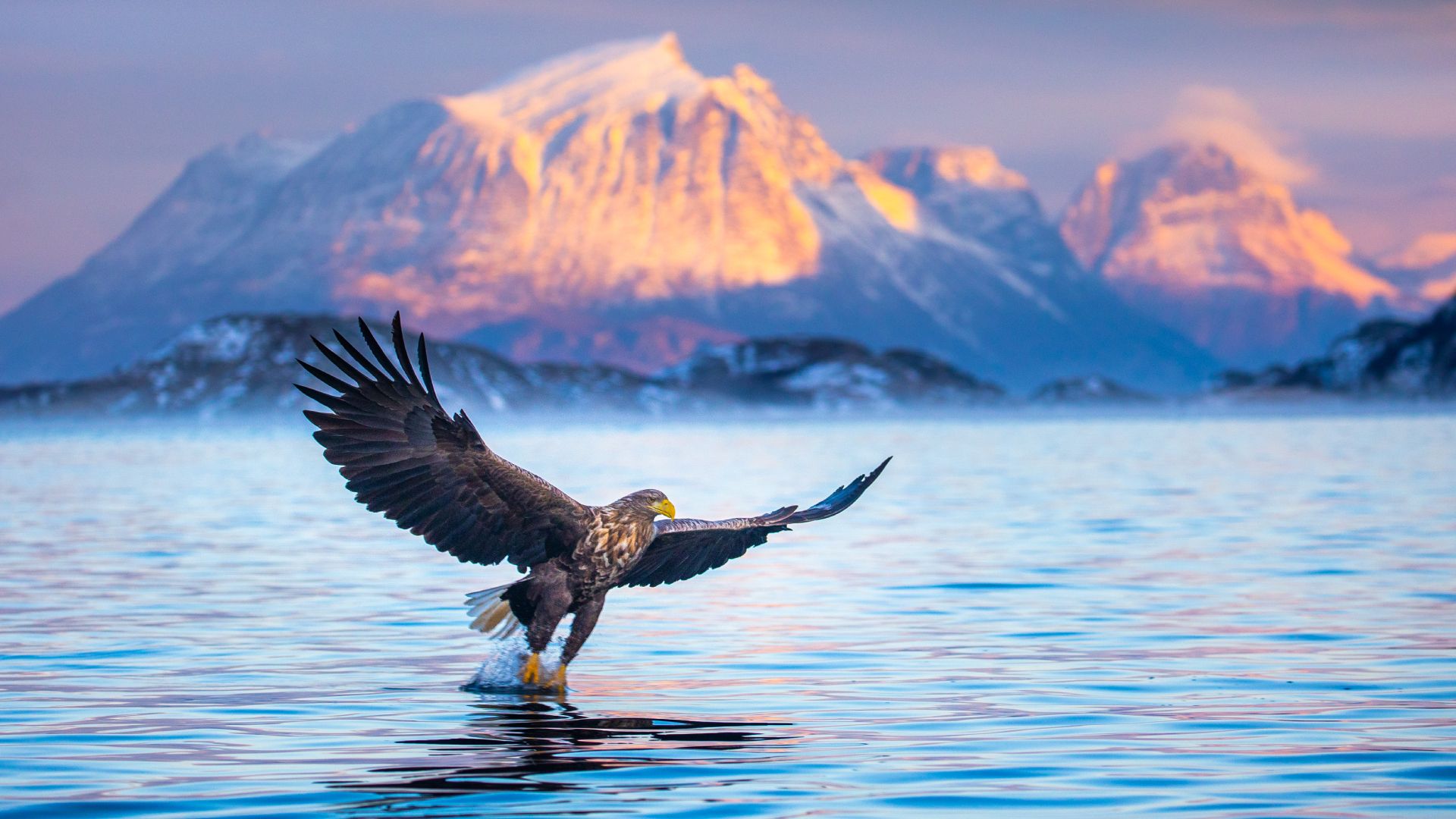 White tailed eagle in Nordland, Northern-Norway