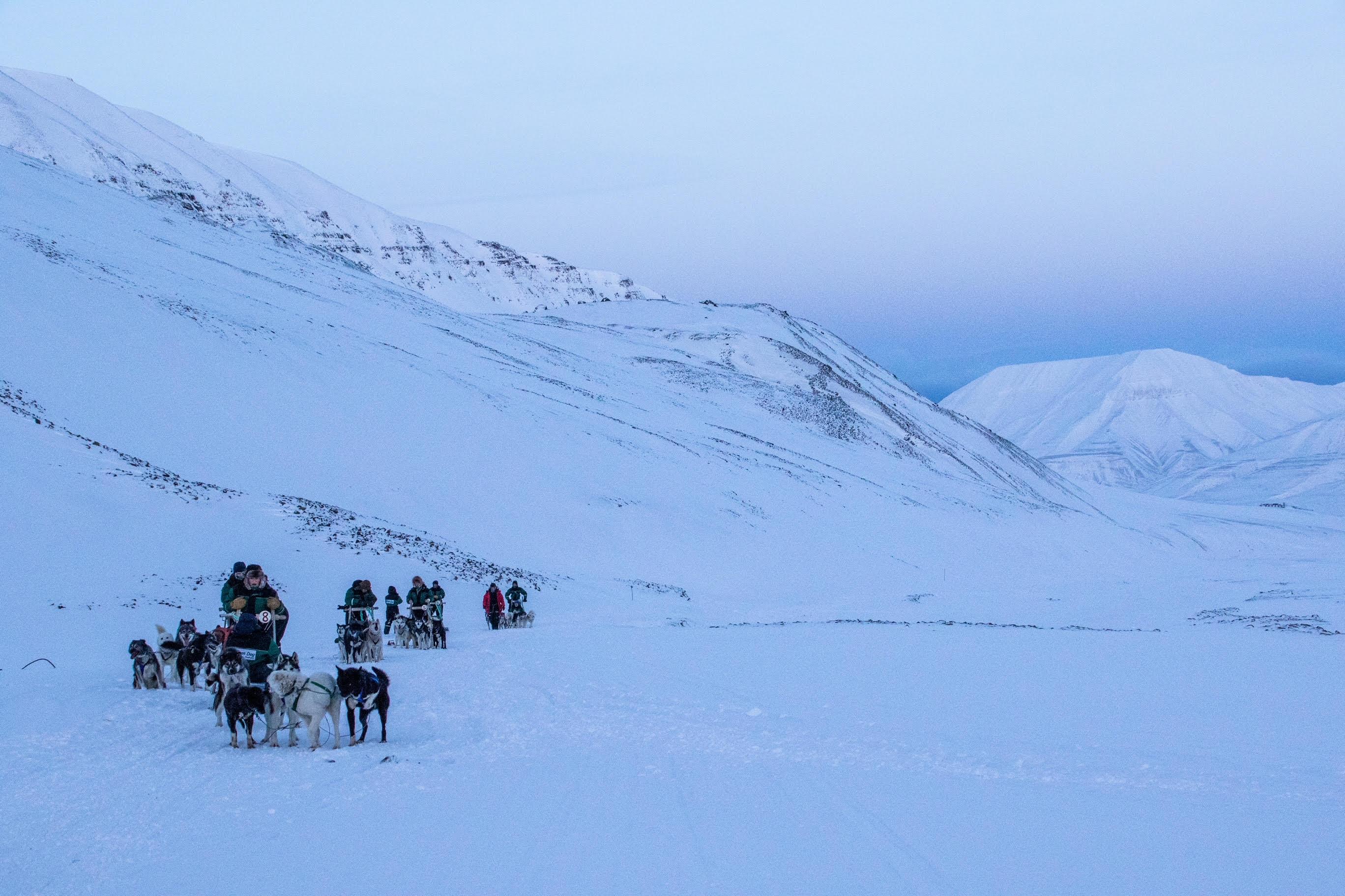 Hundeslede på Svalbard
