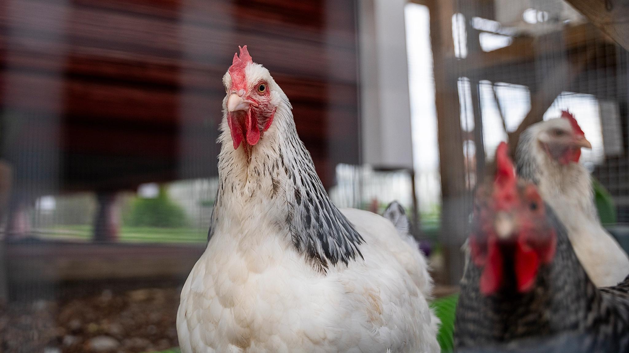 Chickens at Skarstad Gartneri