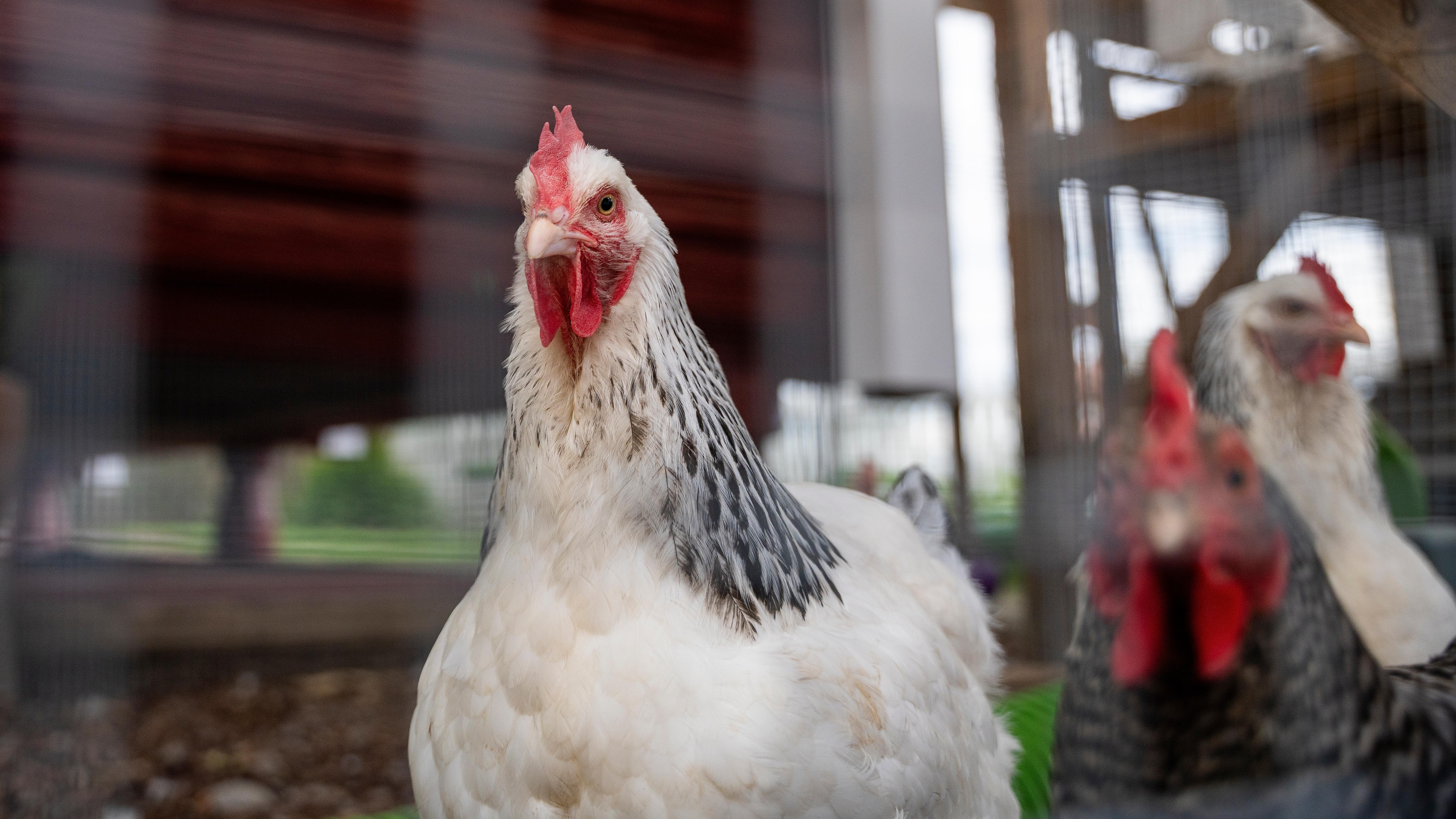 Chickens at Skarstad Gartneri