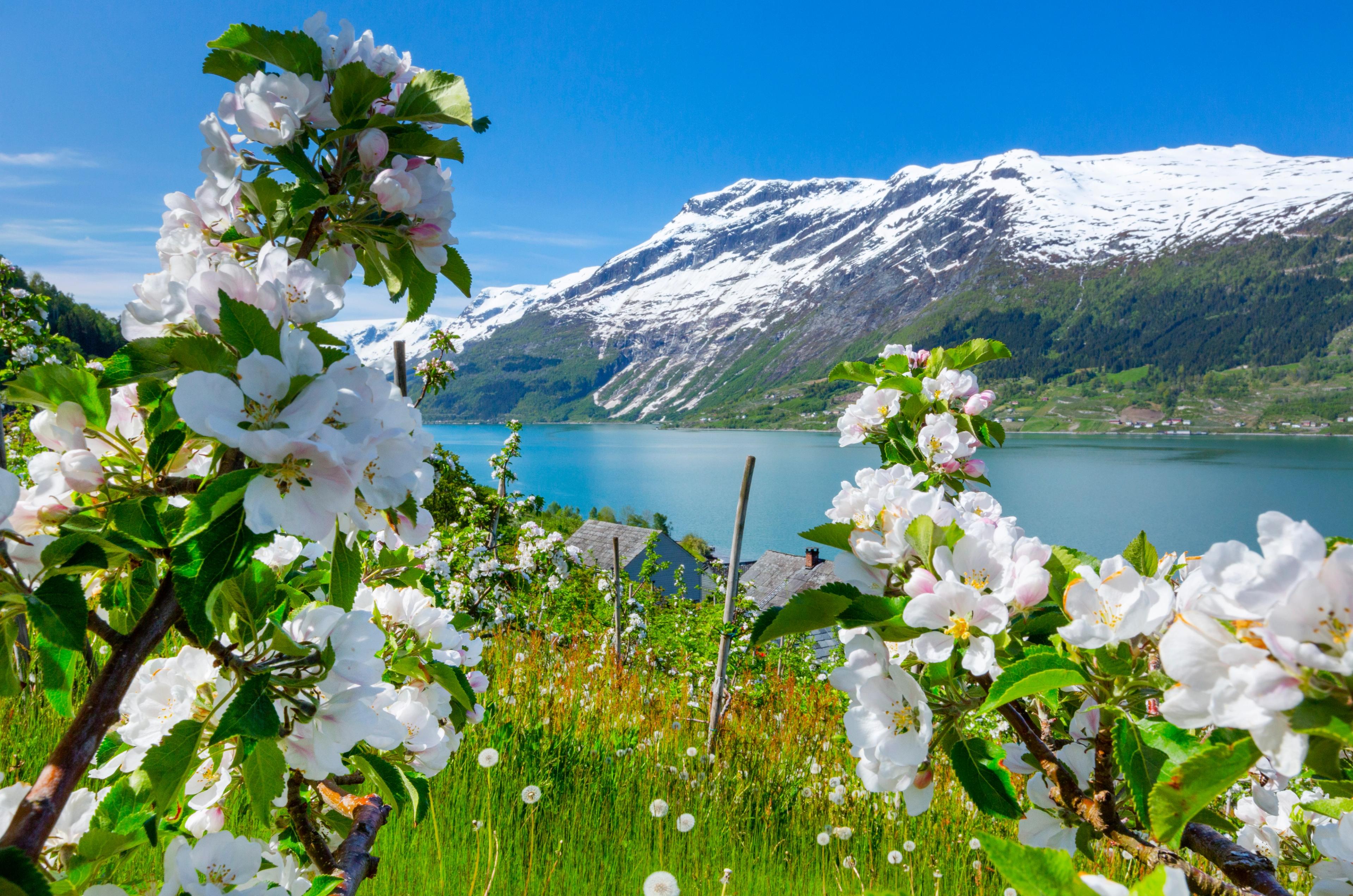 Mountains, a lake and blooming apple trees.