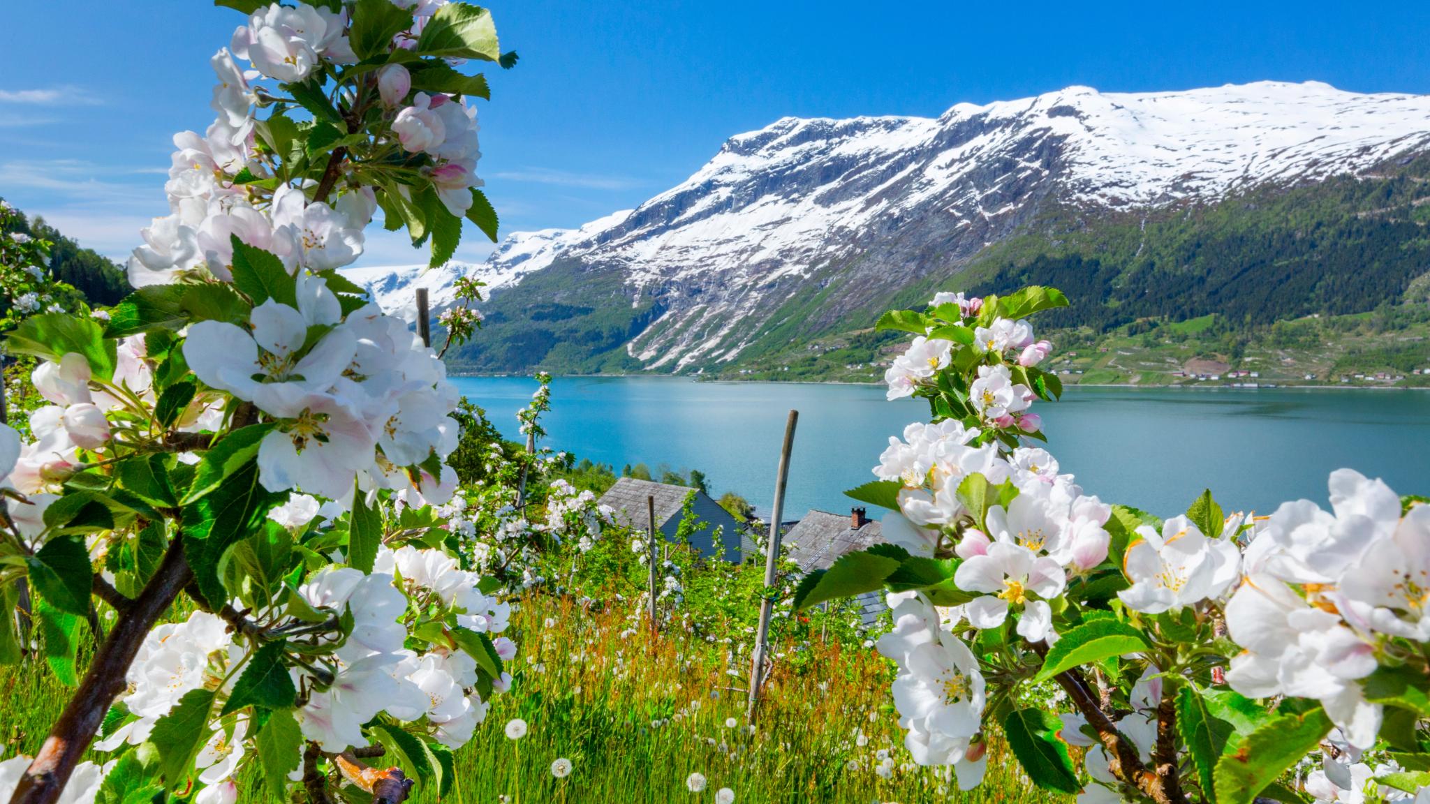 Mountains, a lake and blooming apple trees.