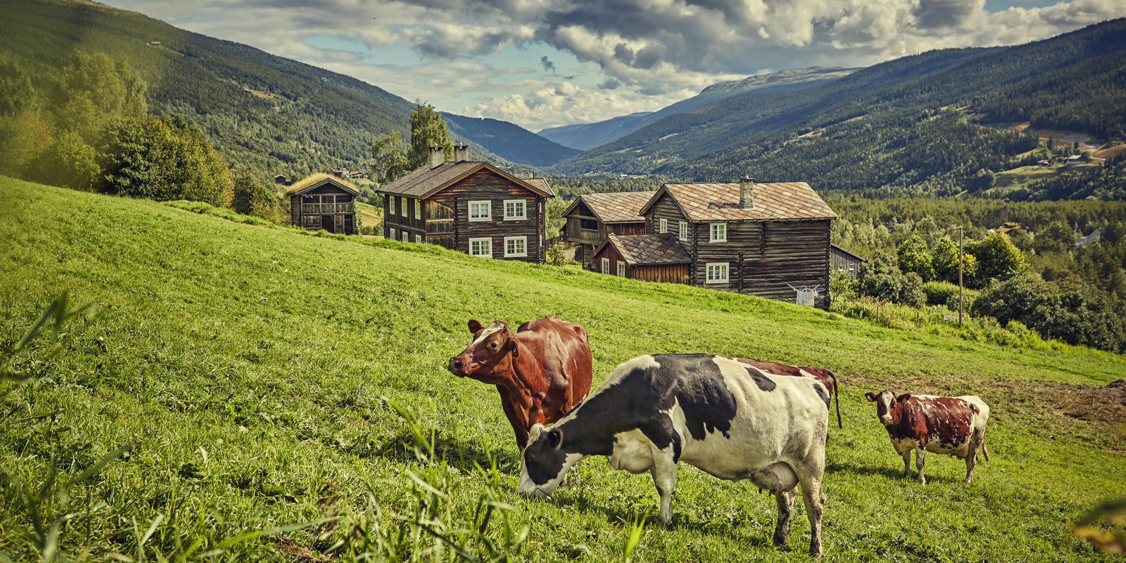 The mountain farm Heidal Ysteri in the Gudbrandsdalen Valley of Eastern Norway