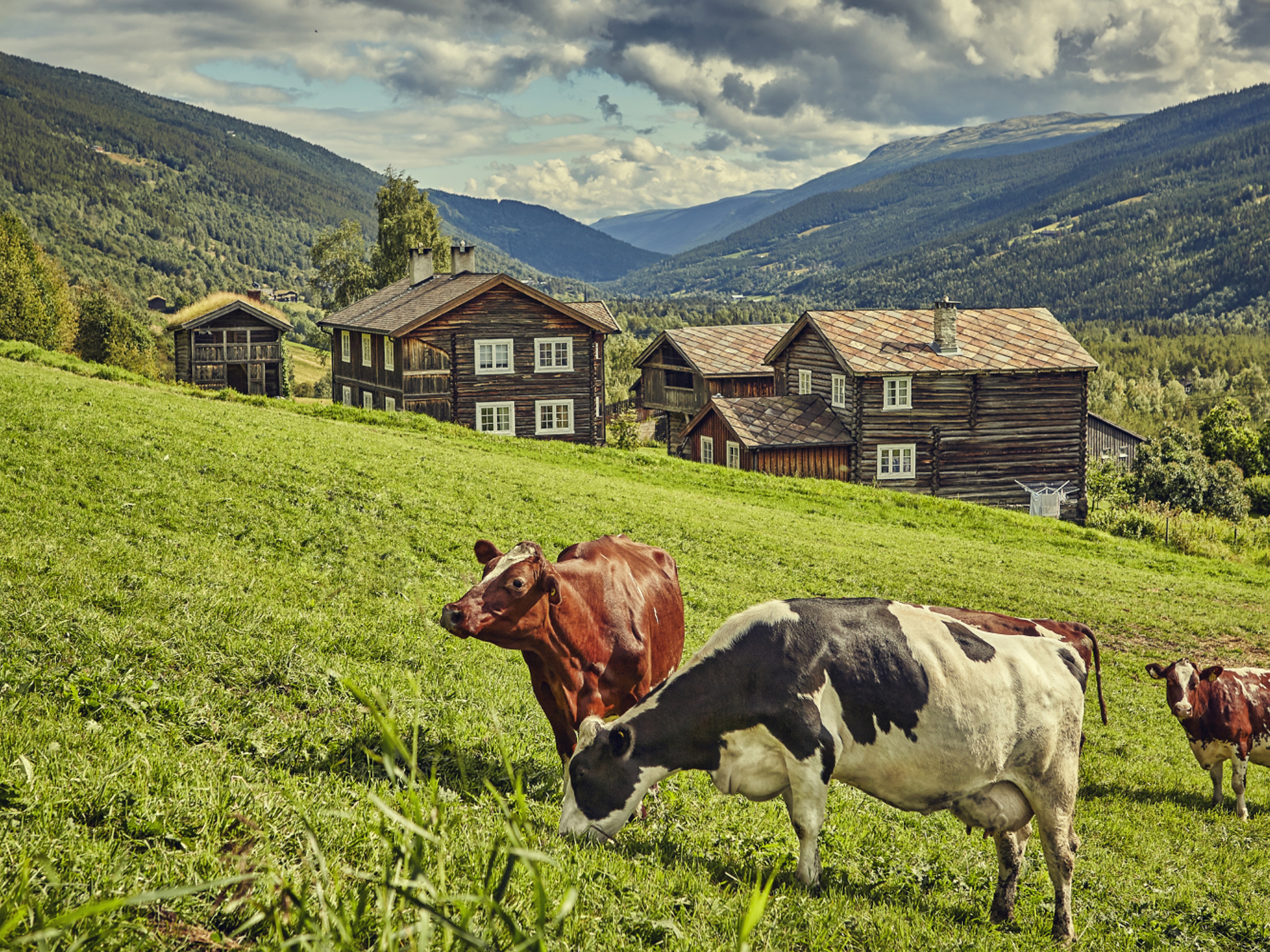 Fjellgården Heidal Ysteri i Gudbrandsdalen