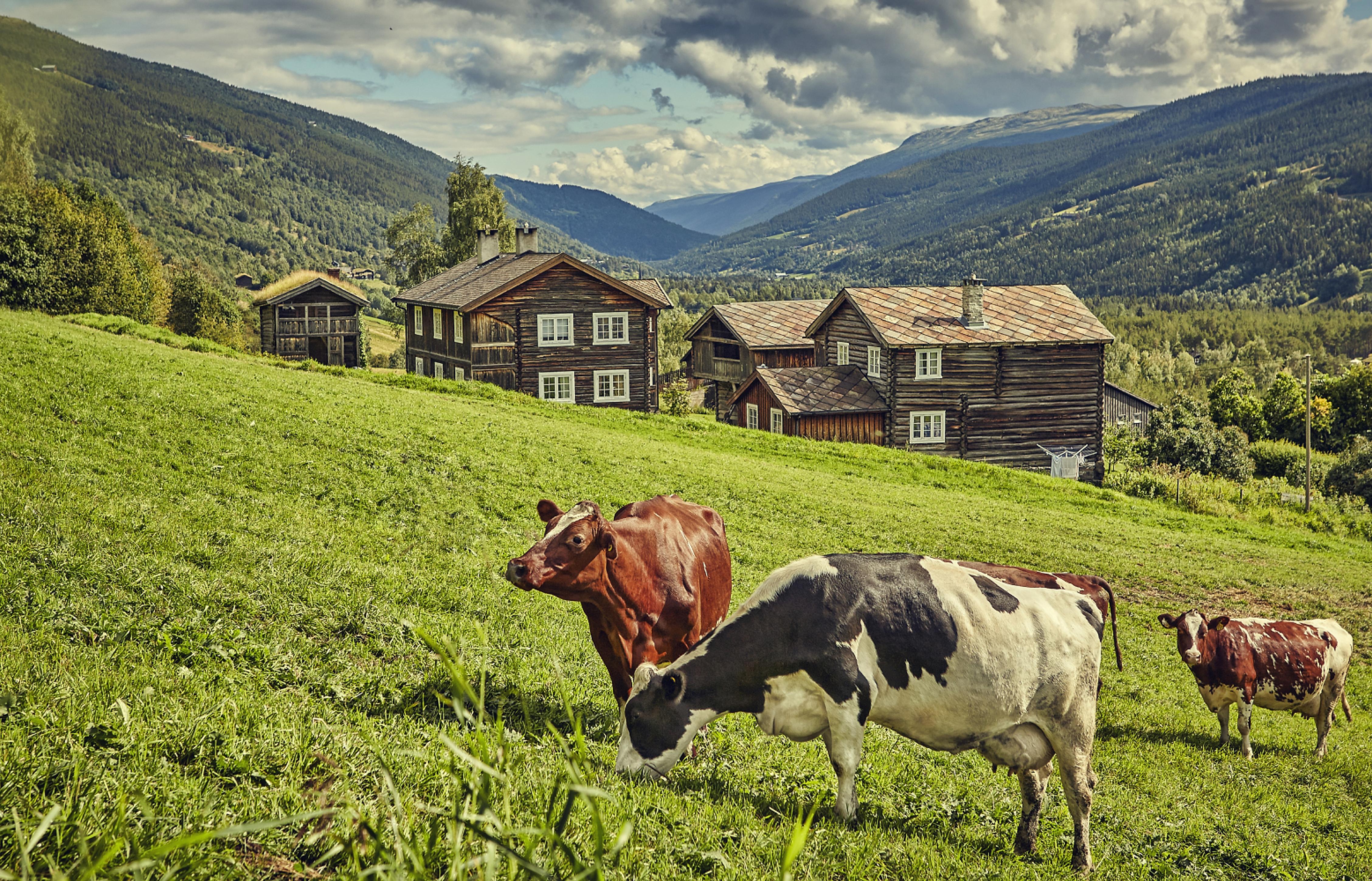 The mountain farm Heidal Ysteri in the Gudbrandsdalen Valley of Eastern Norway