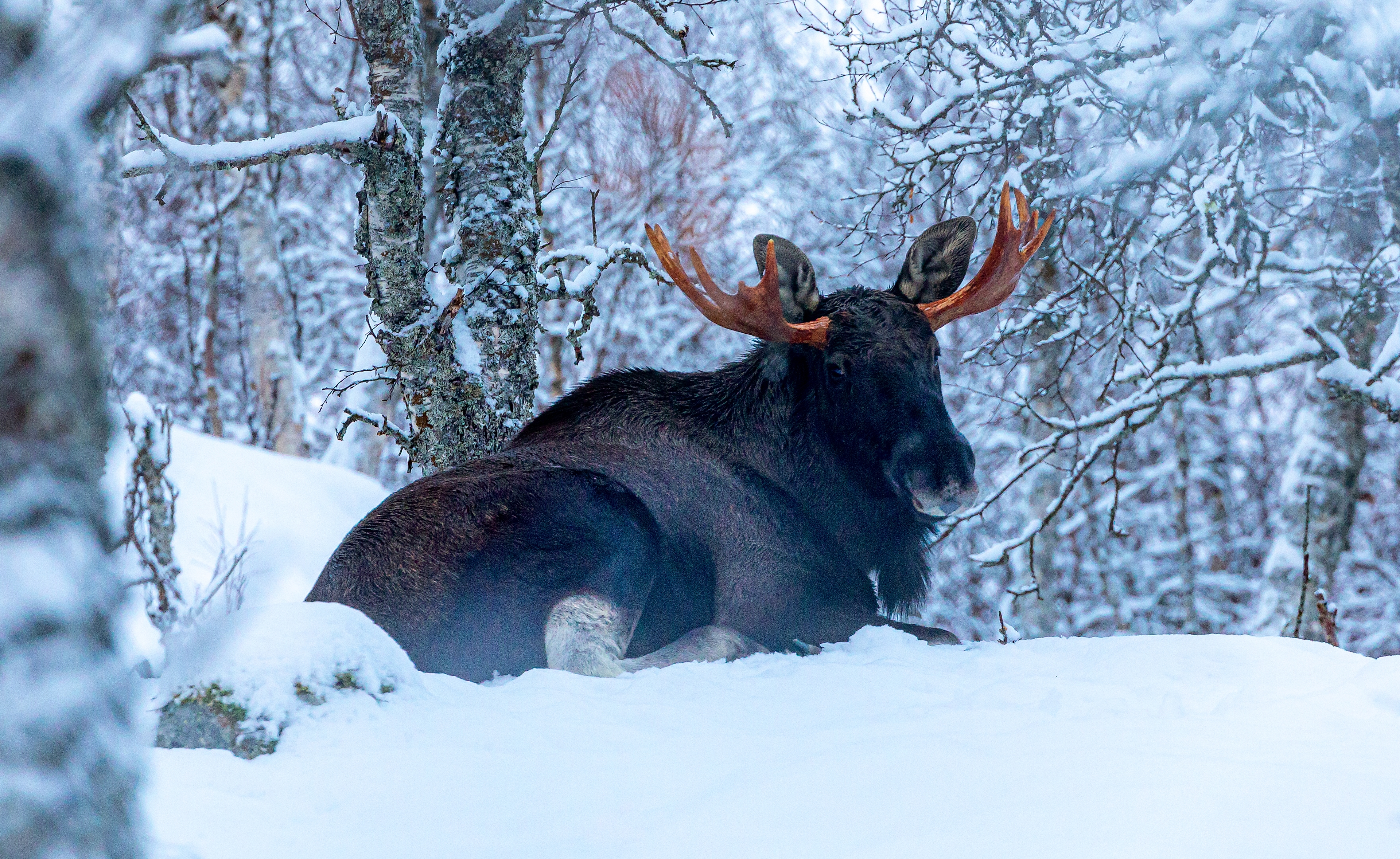 Moose in the snow