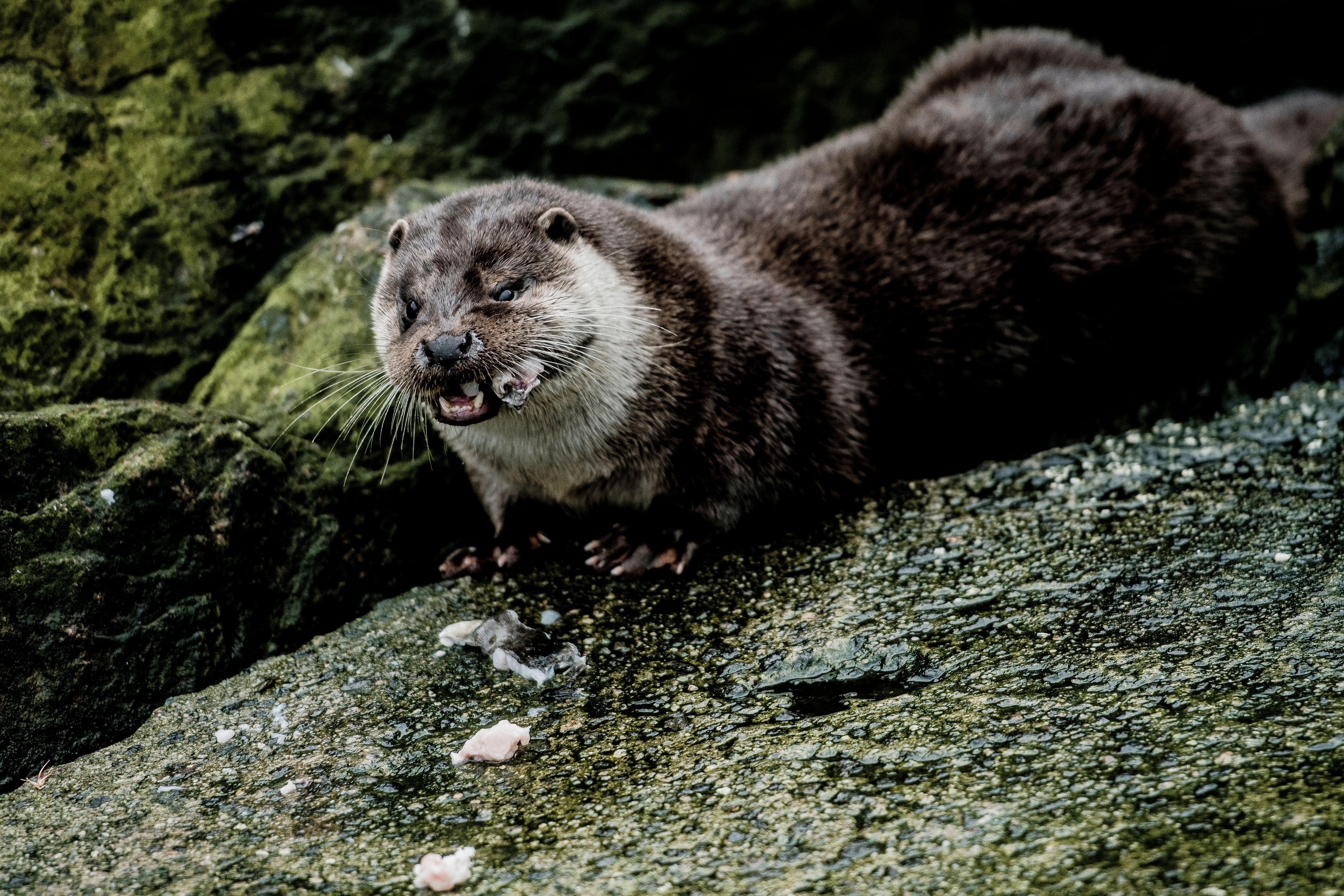 Otter in nature during summer in Norway