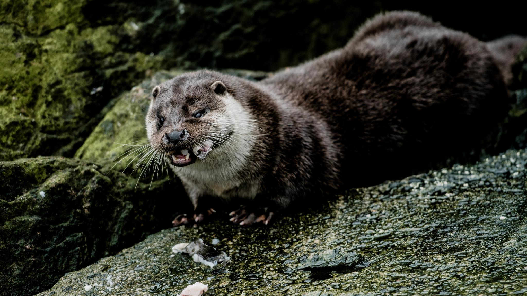 Otter in nature during summer in Norway