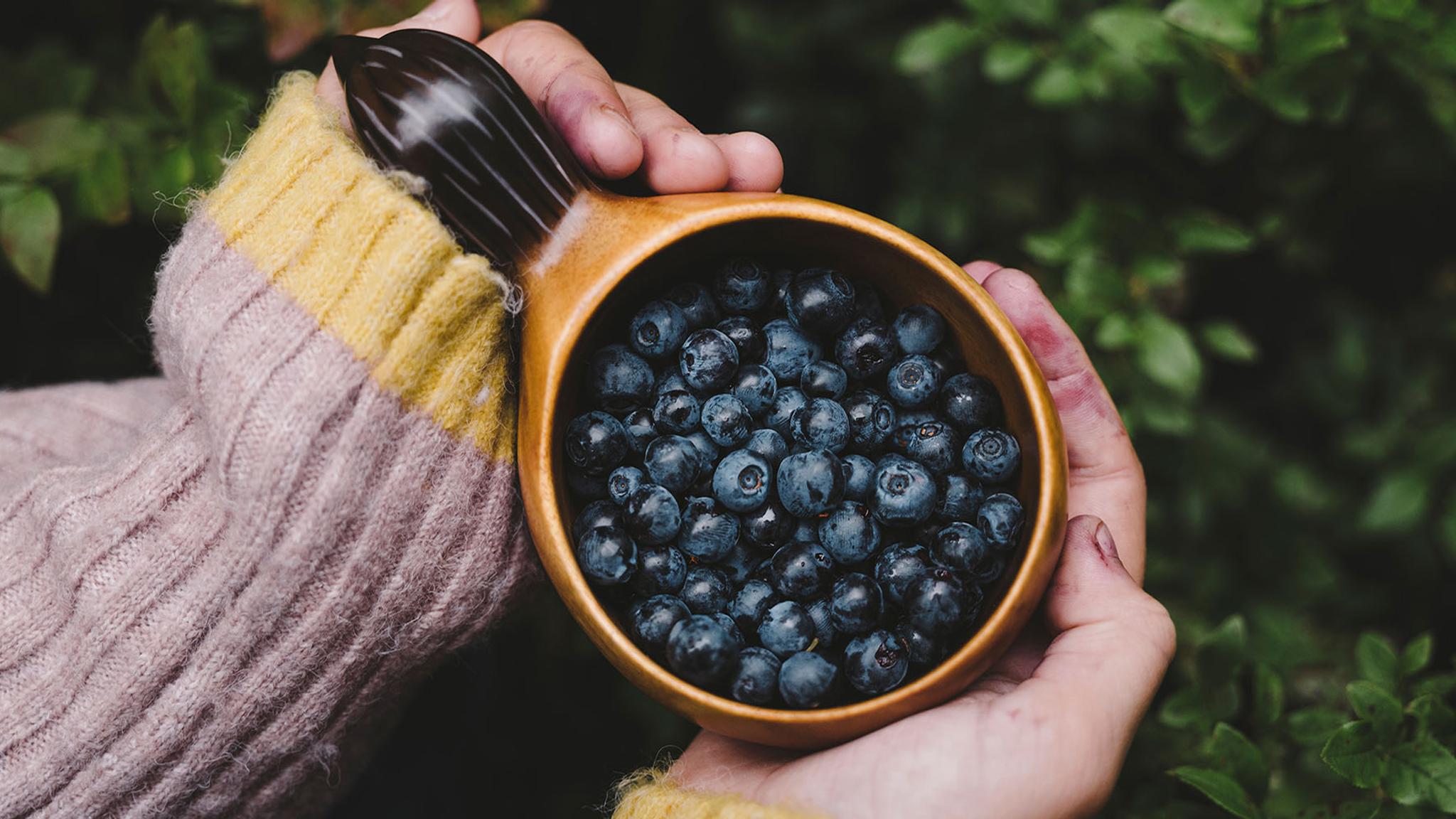 A bowl with wild blueberries in Trondheim
