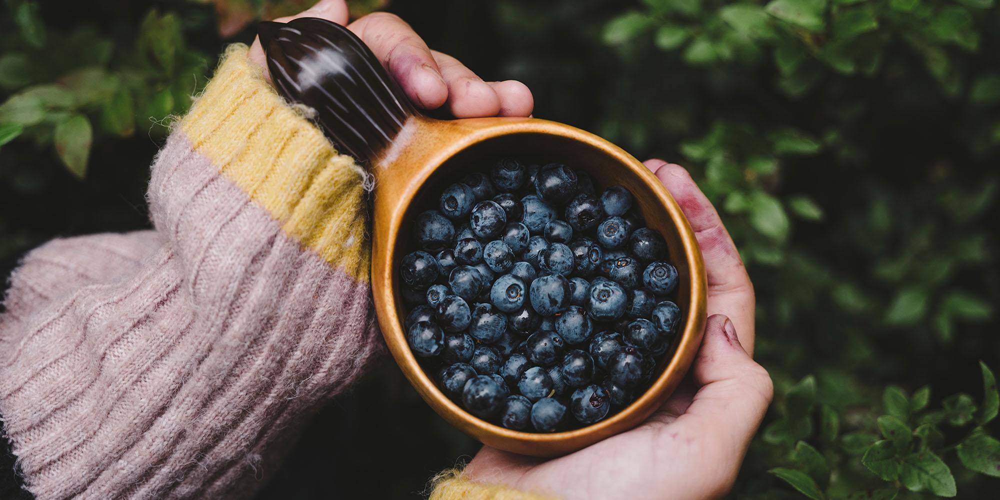 A bowl with wild blueberries in Trondheim
