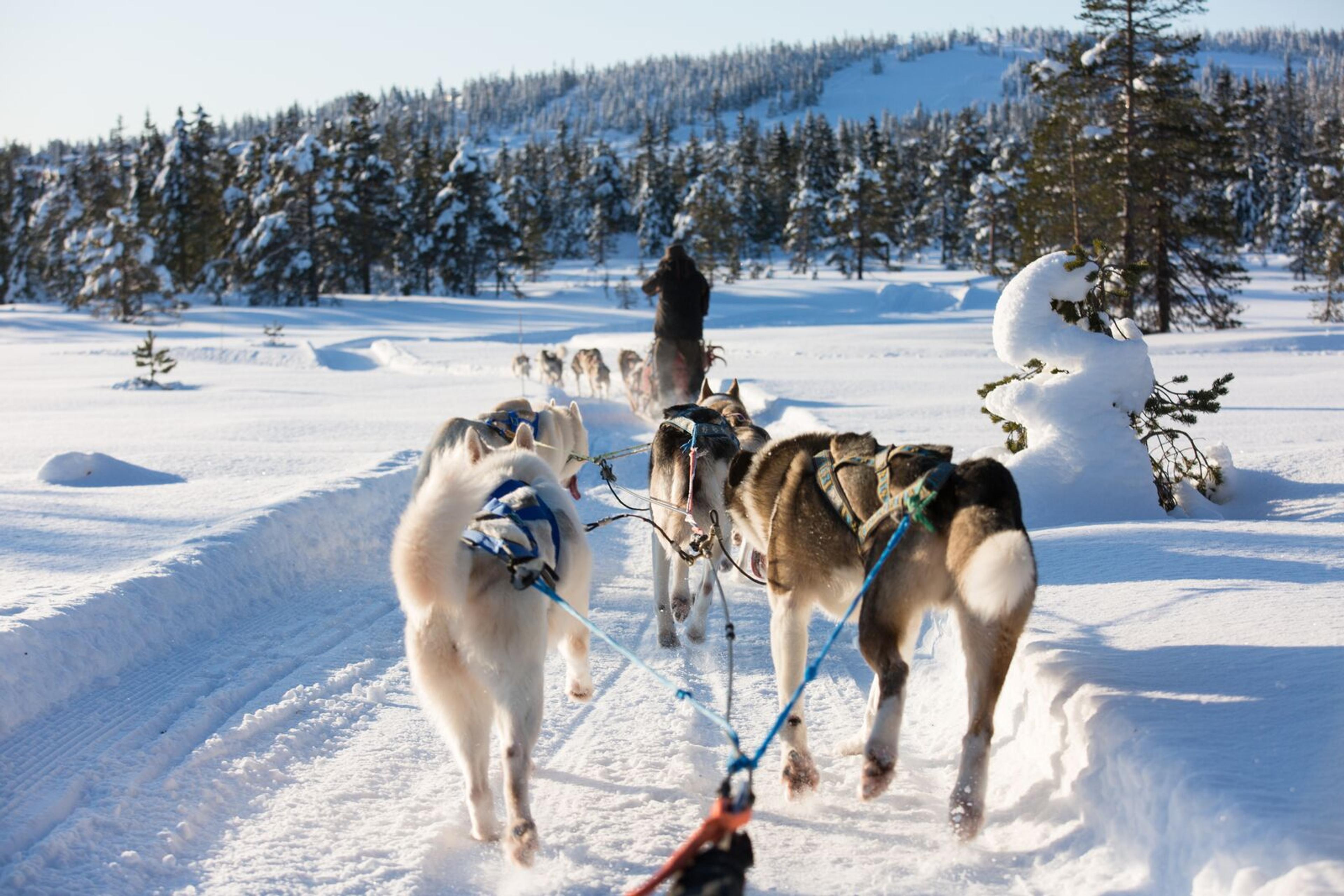 Sitting in a sled pulled by sled dogs in winter landscape in Budor, Eastern Norway