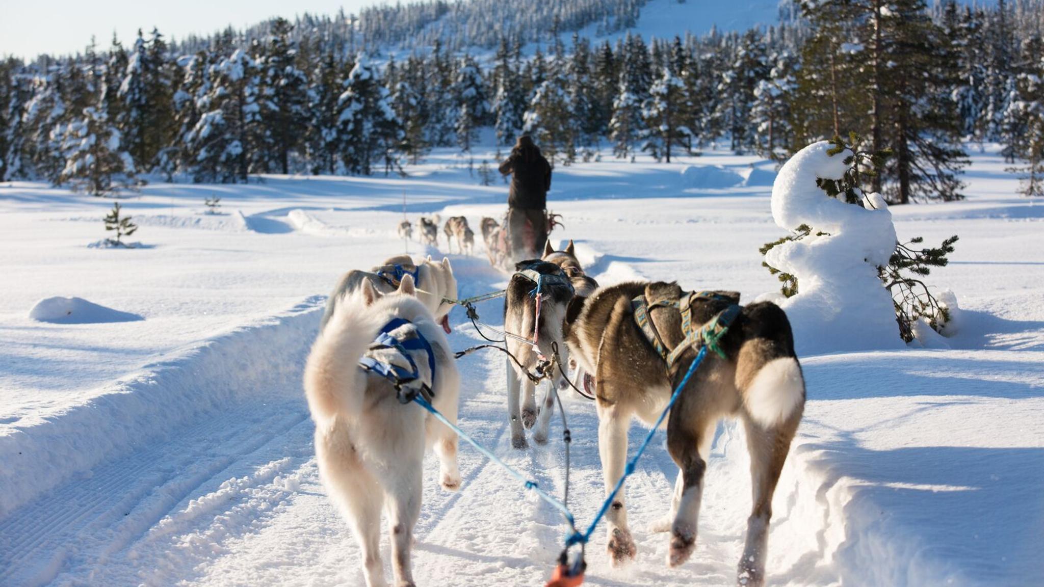 Sitting in a sled pulled by sled dogs in winter landscape in Budor, Eastern Norway
