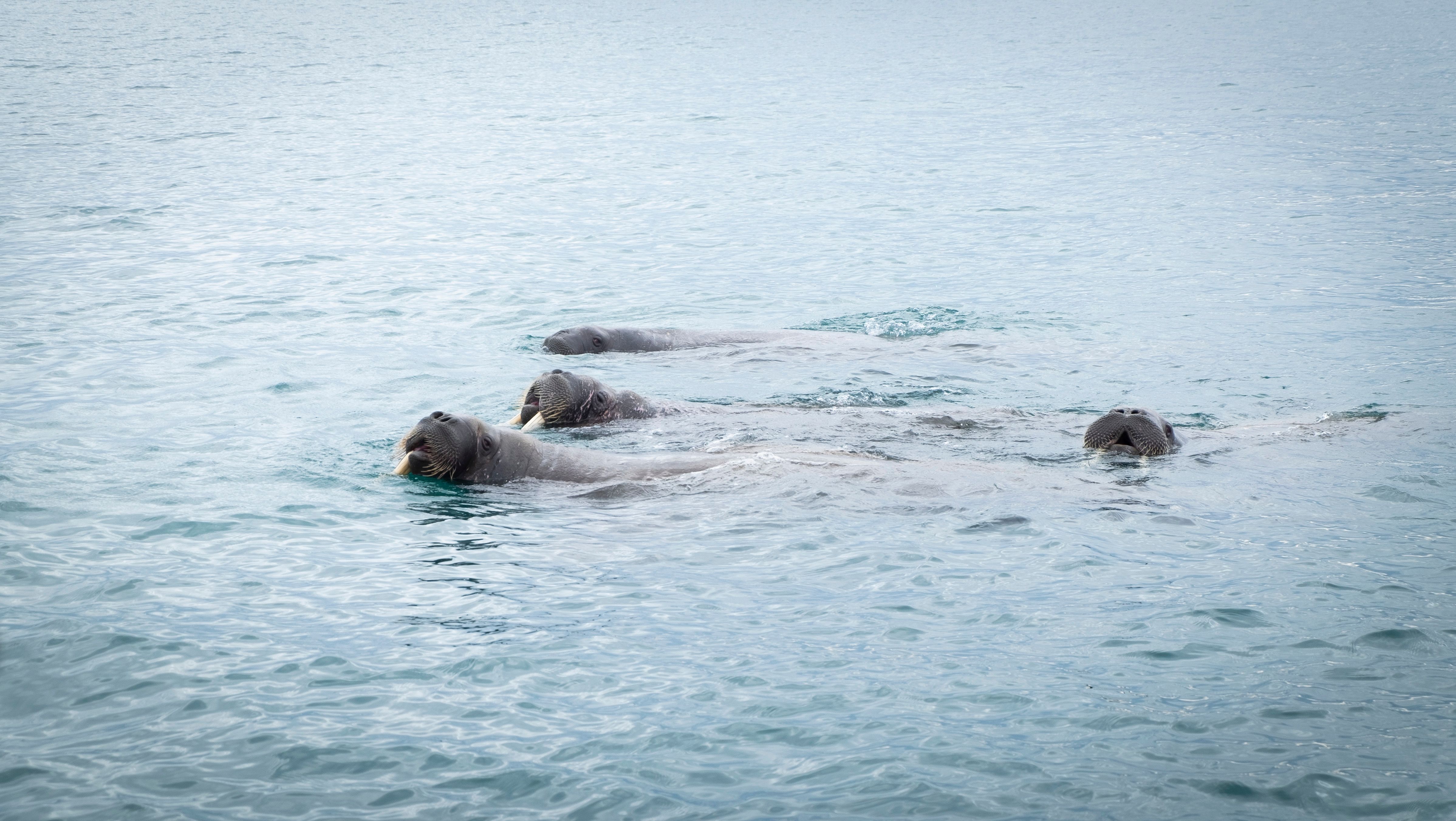 Walrus swimming in the waters of Svalbard, Northern Norway