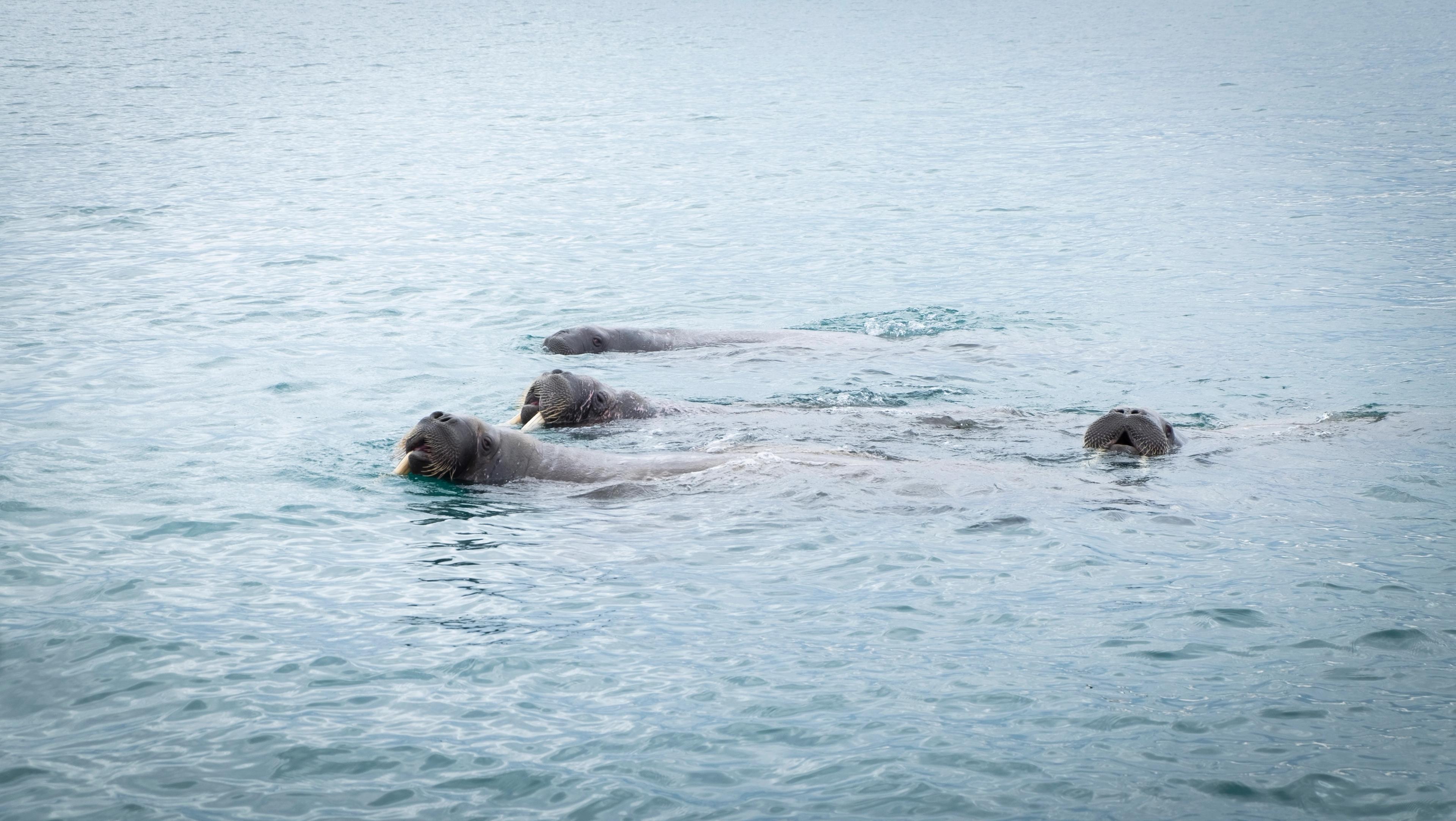 Walrus swimming in the waters of Svalbard, Northern Norway
