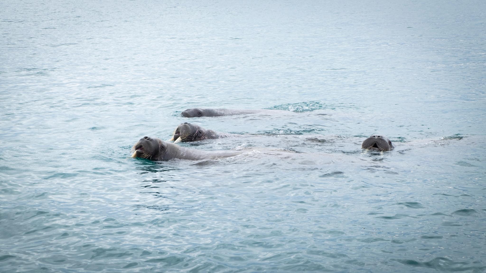 Walrus swimming in the waters of Svalbard, Northern Norway
