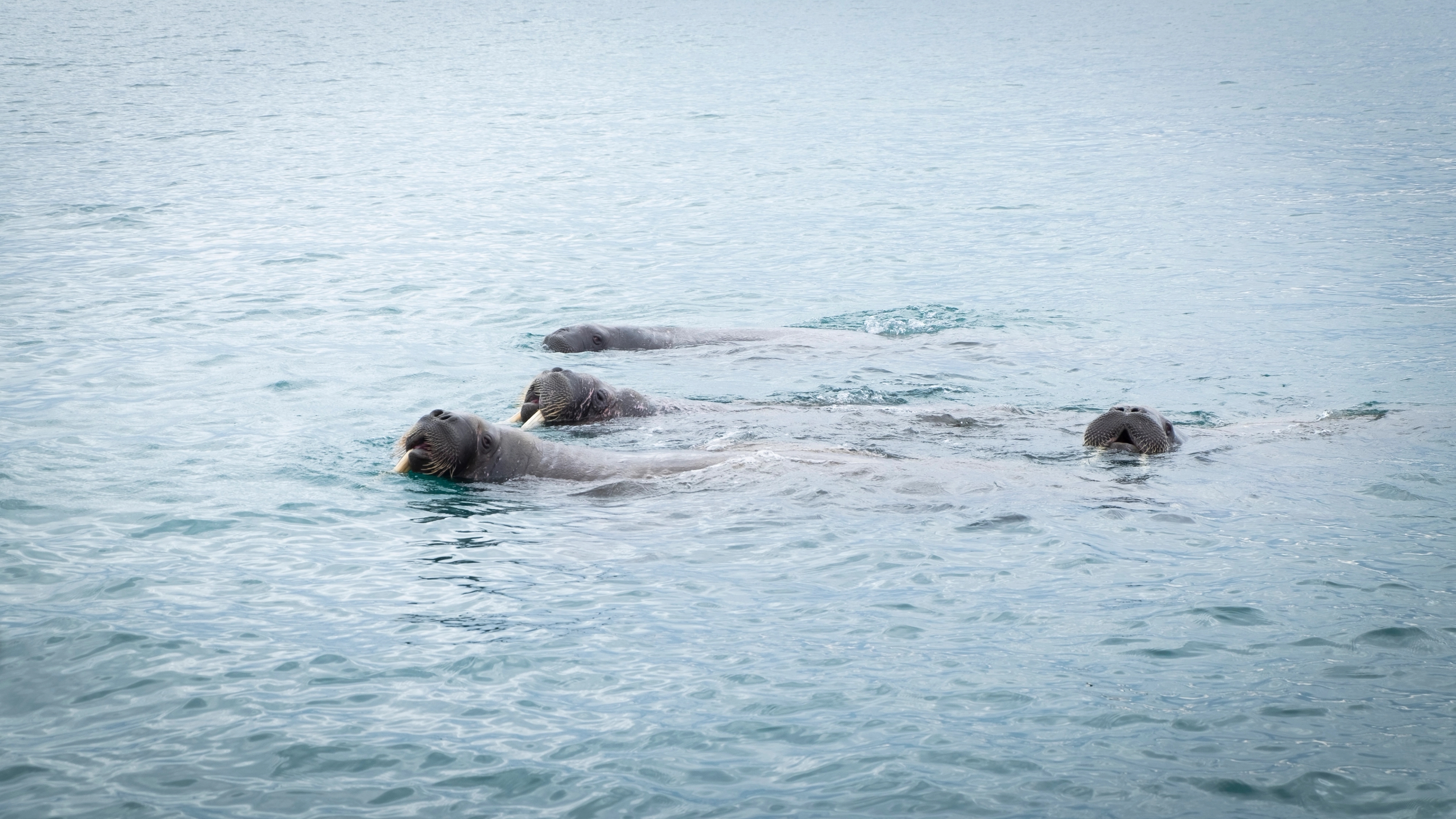 Walrus swimming in the waters of Svalbard, Northern Norway