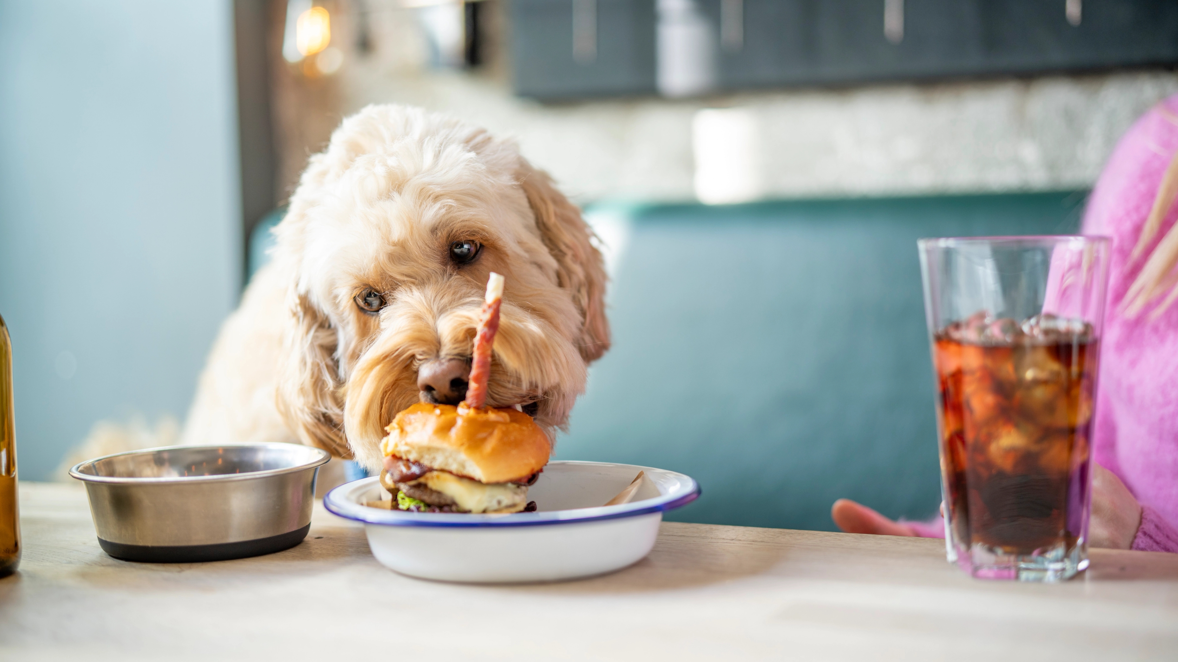 Dog eating hamburger for dogs at BD57 in Grünerløkka in Oslo, Eastern Norway
