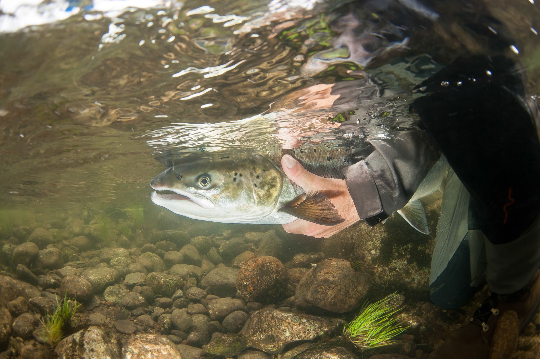 A person holding a salmon underwater in the Bolstadelva river in Voss, Fjord Norway