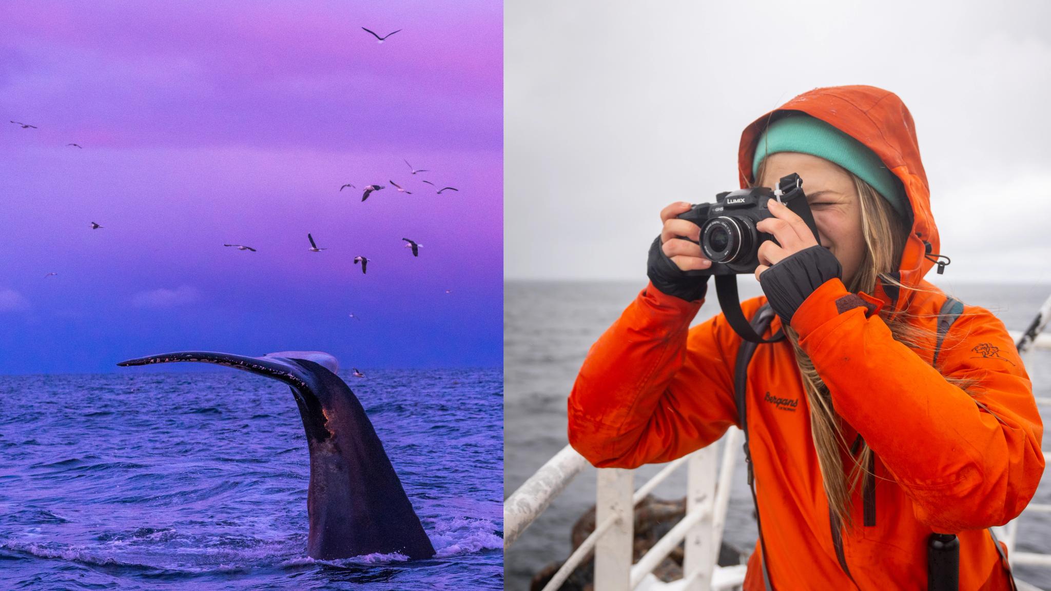 Collage of tourist taking a picture of a whale in Vesteralen, Northern Norway