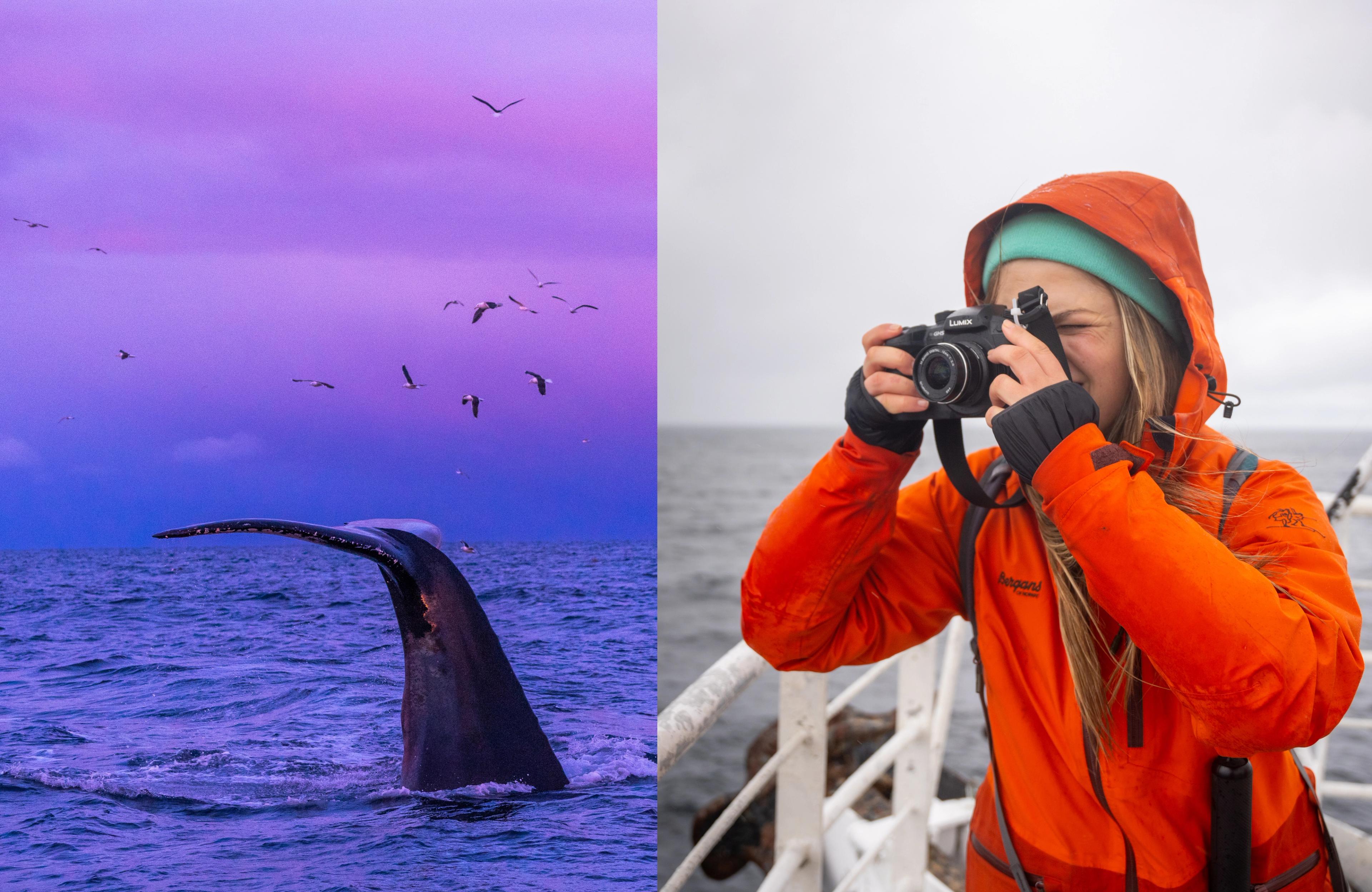 Collage of tourist taking a picture of a whale in Vesteralen, Northern Norway