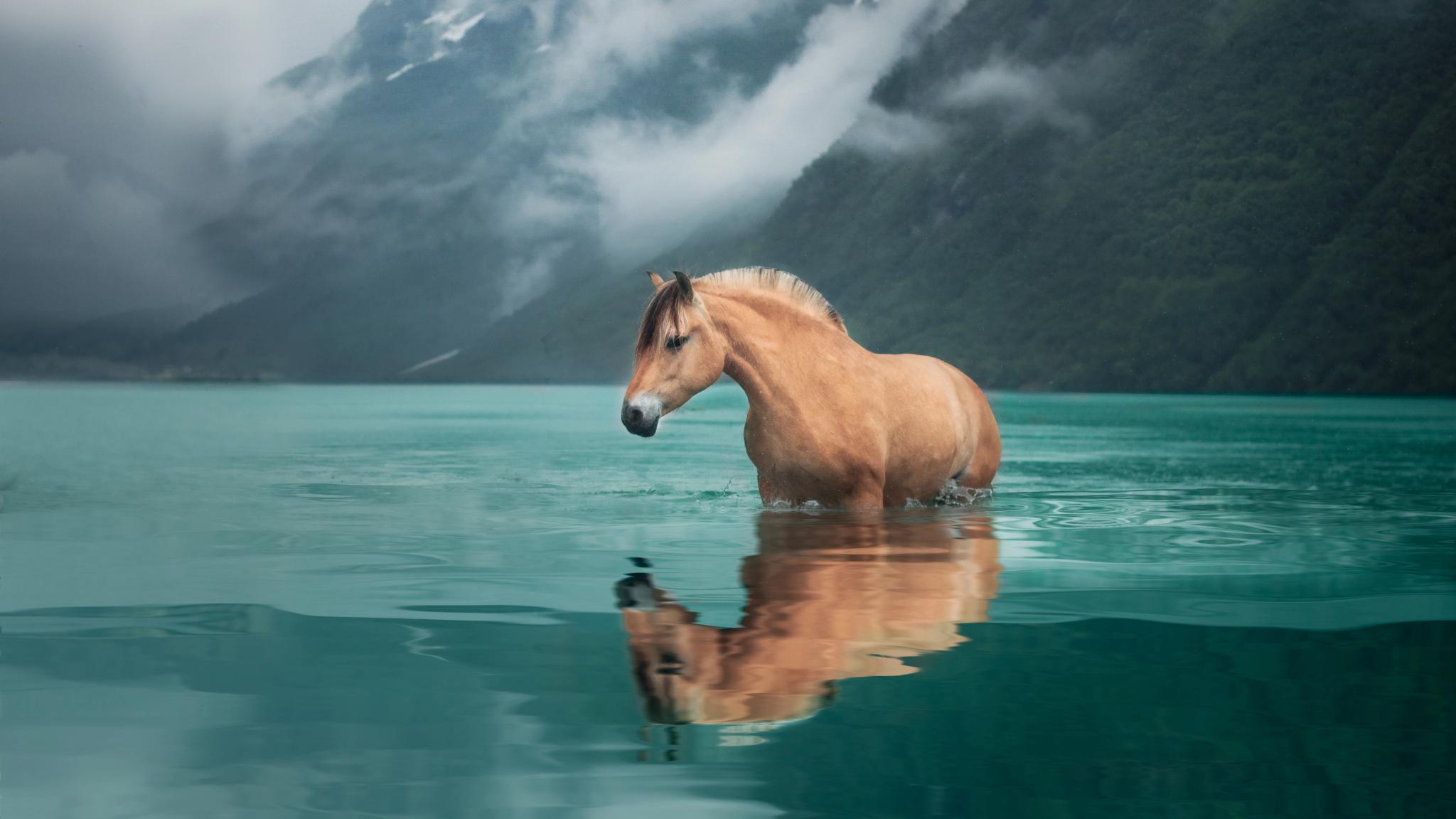 A Fjord horse standing in turquoise water with snow-covered mountains in the background, Nordfjord in Fjord Norway