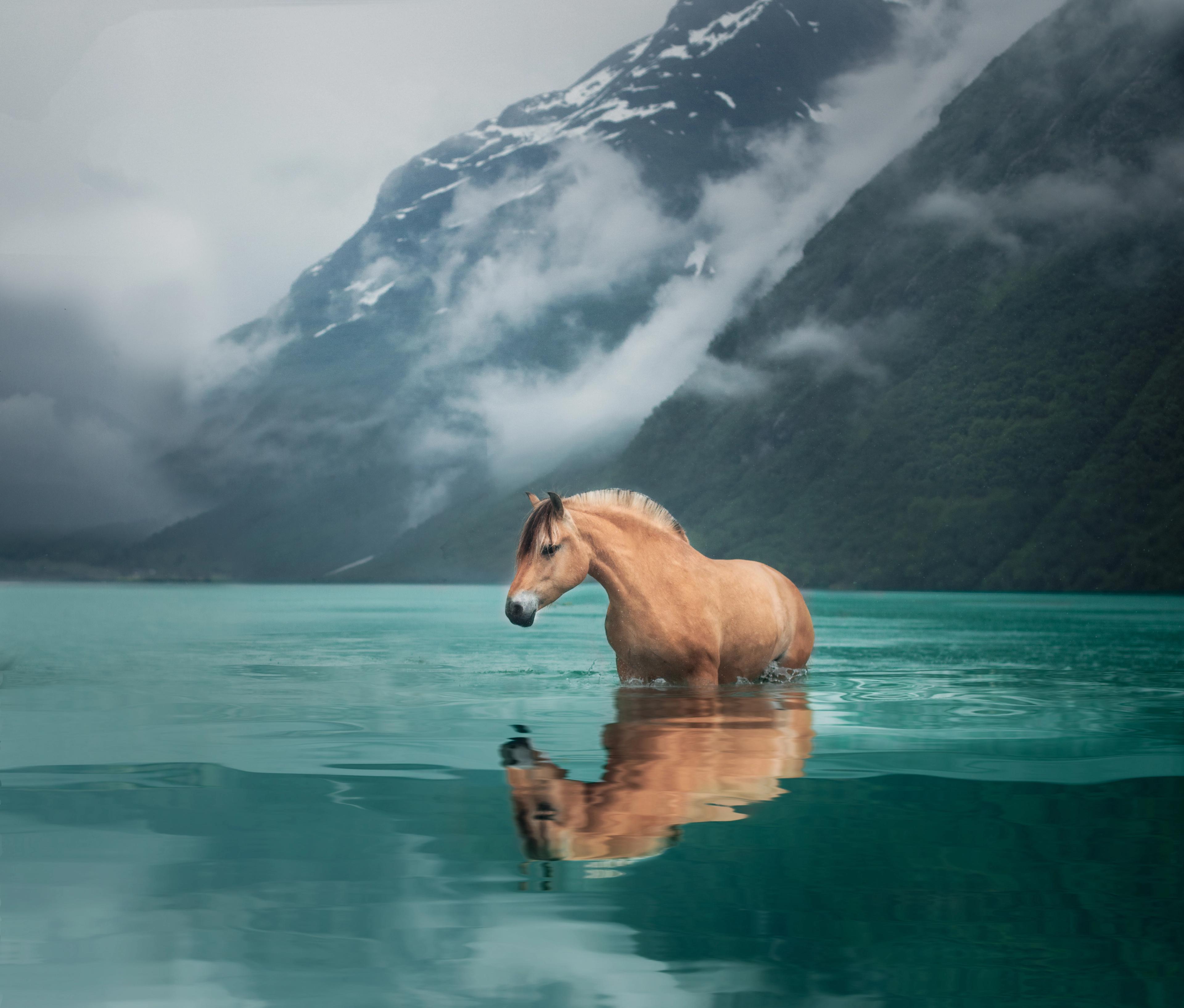 A Fjord horse standing in turquoise water with snow-covered mountains in the background, Nordfjord in Fjord Norway
