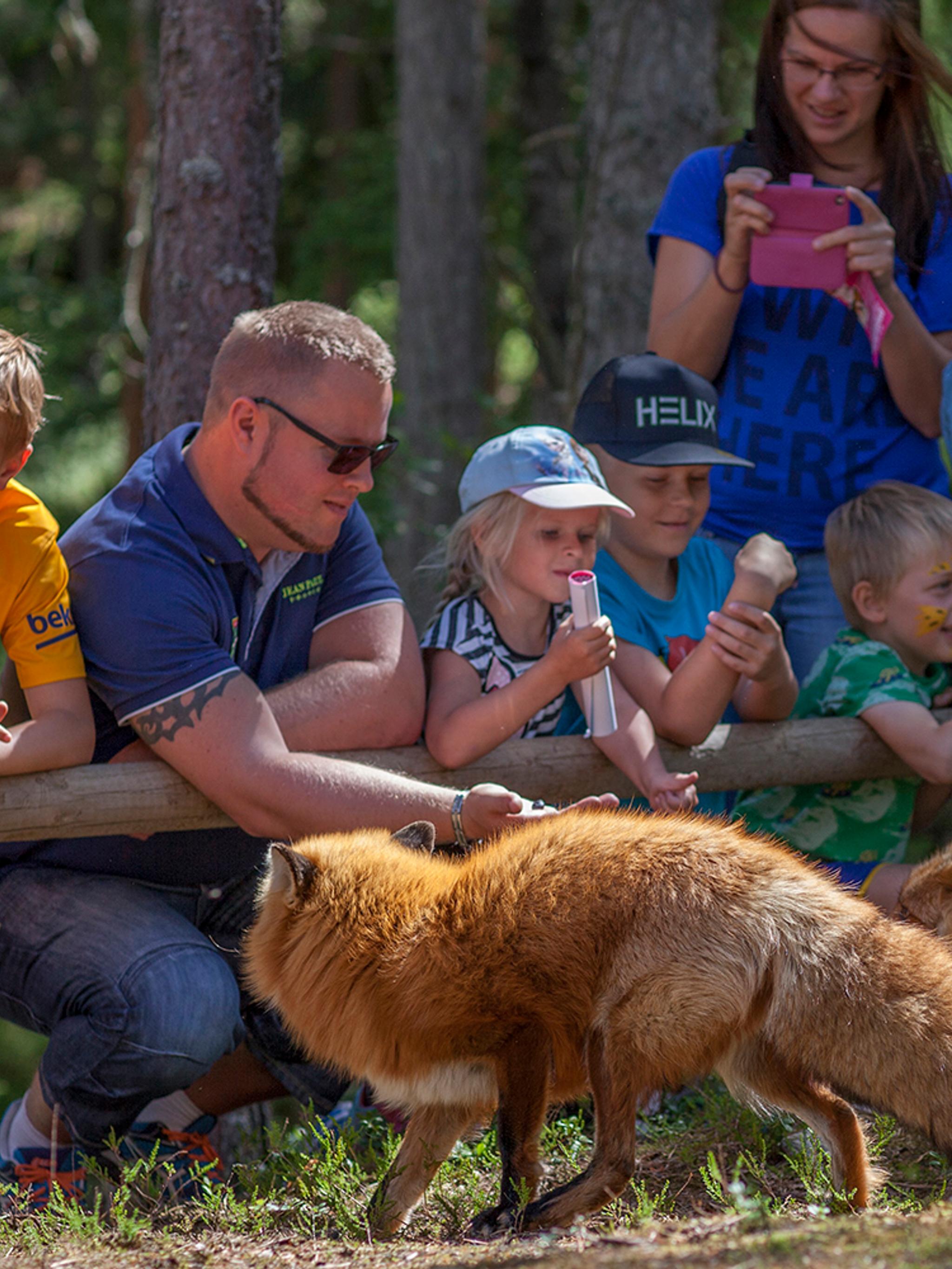 A group of people watching two foxes in the Bear park (Bjørneparken) in Flå in Hallingdal, Eastern Norway