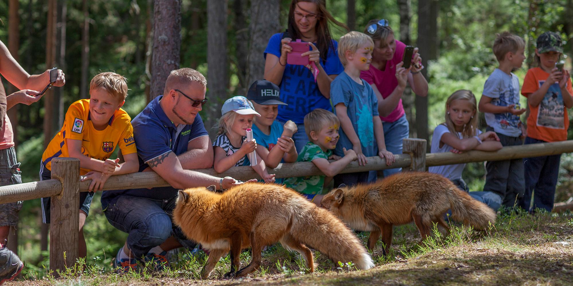 En gruppe mennesker kigger på to ræve i Bjørneparken i Flå i Hallingdal, Norge