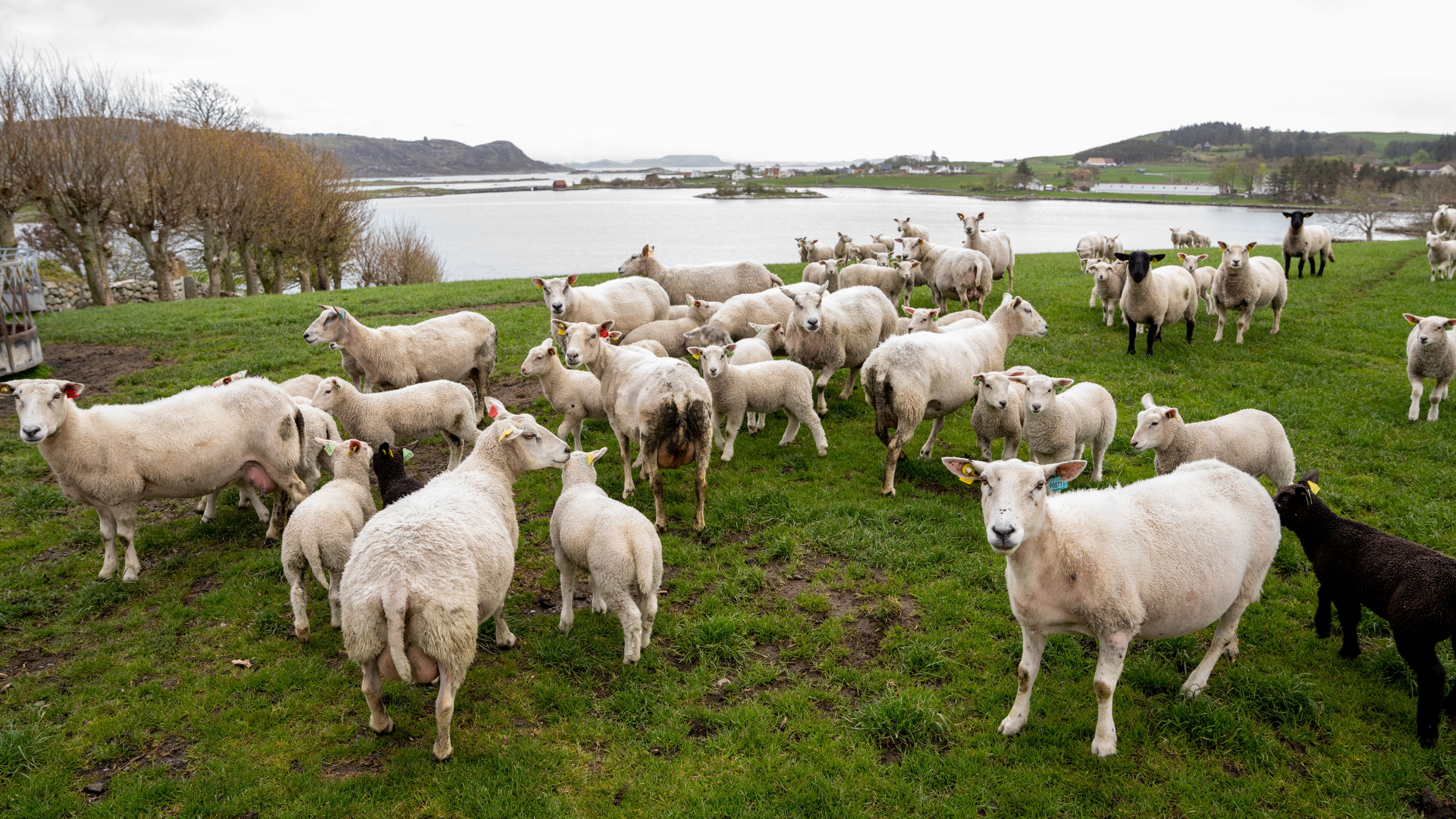 Lamb at Klostergarden farm in Mosterøy, Fjord Norway.