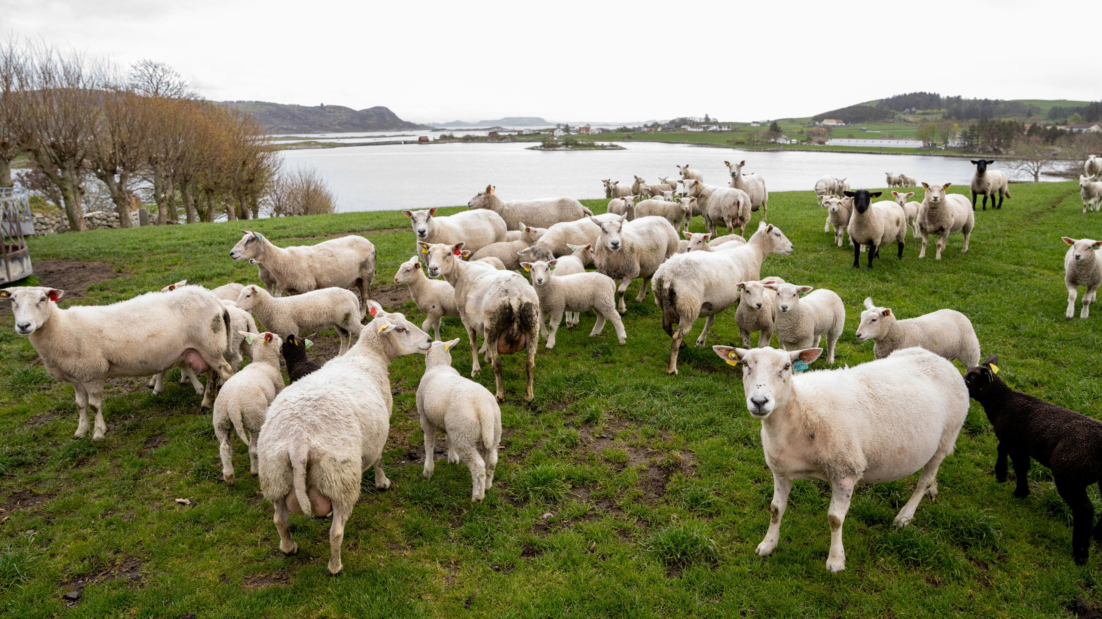 Lamb at Klostergarden farm in Mosterøy, Fjord Norway.