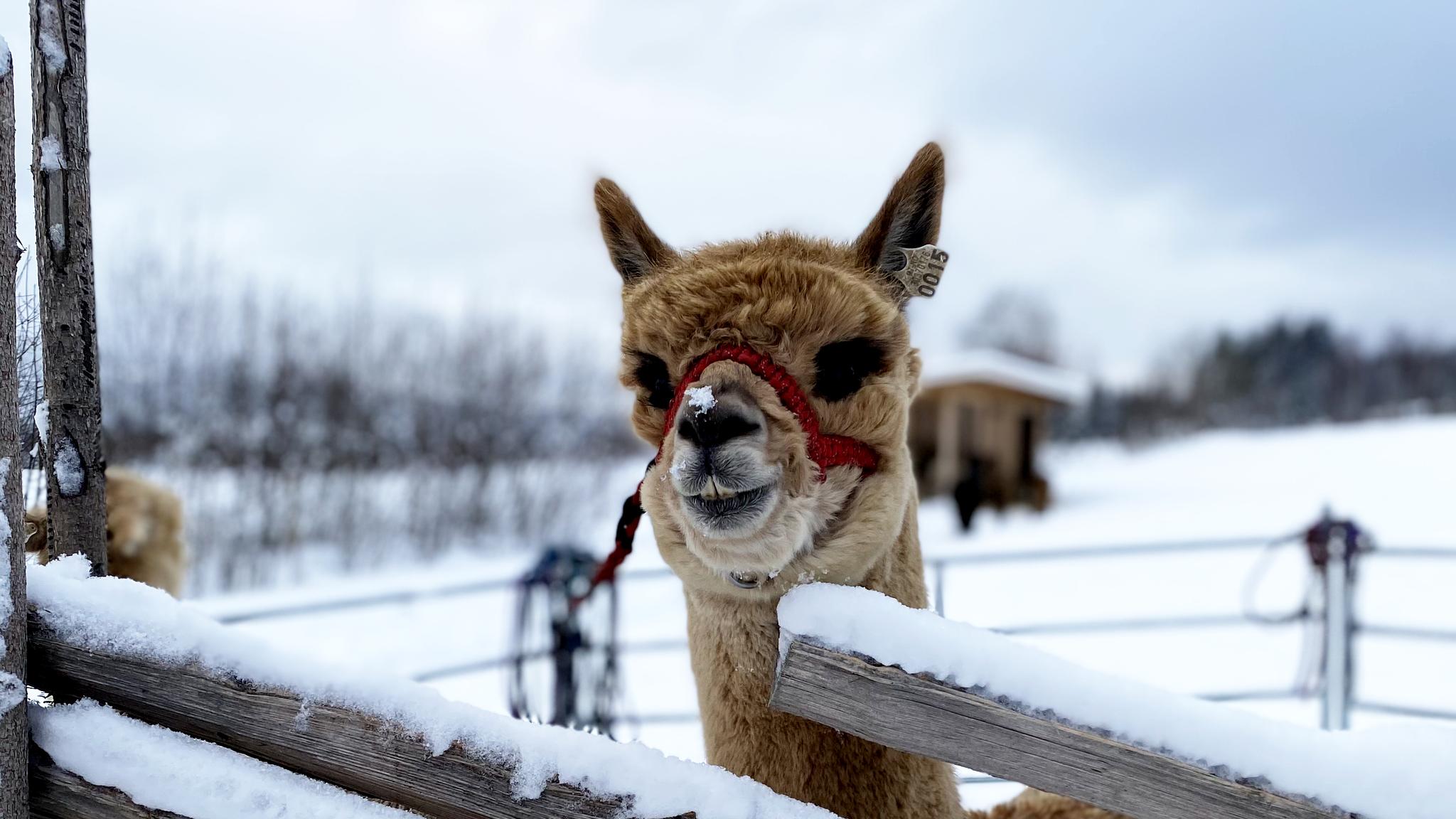 An alpaca in winter, Sørum, Norway