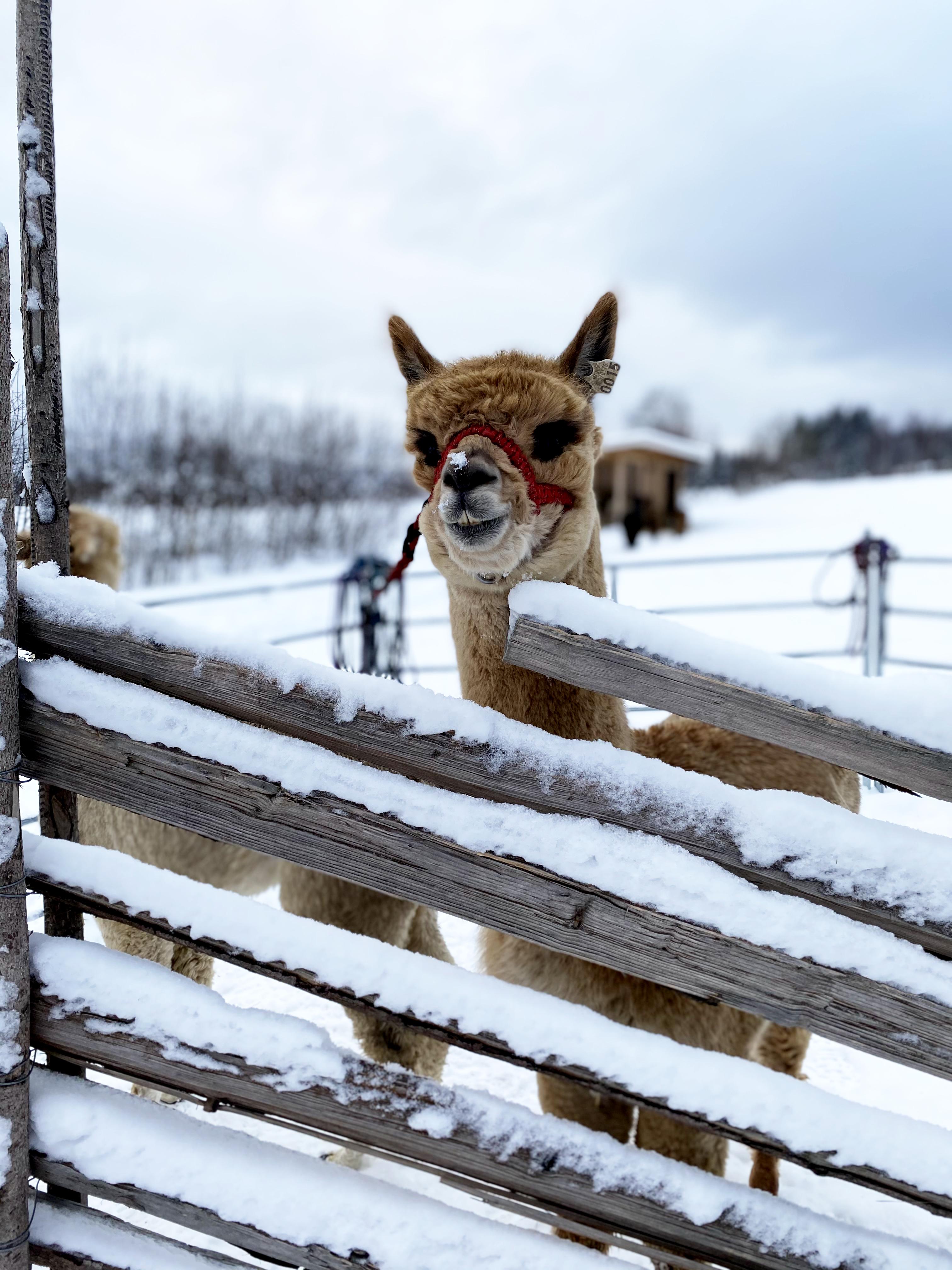 An alpaca in winter, Sørum, Norway