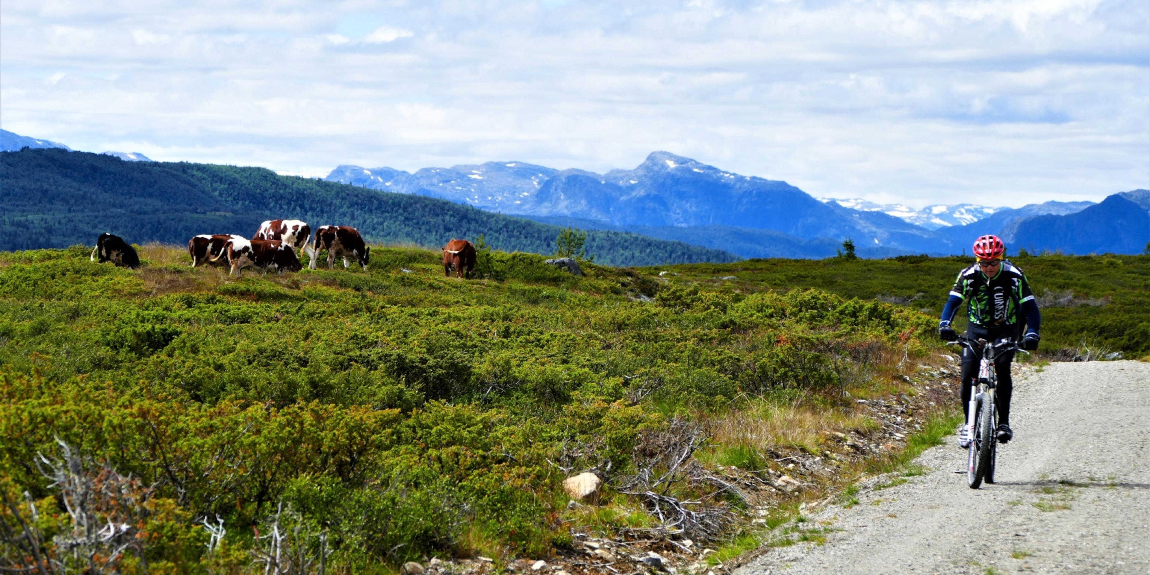 Mountain biking in Valdres